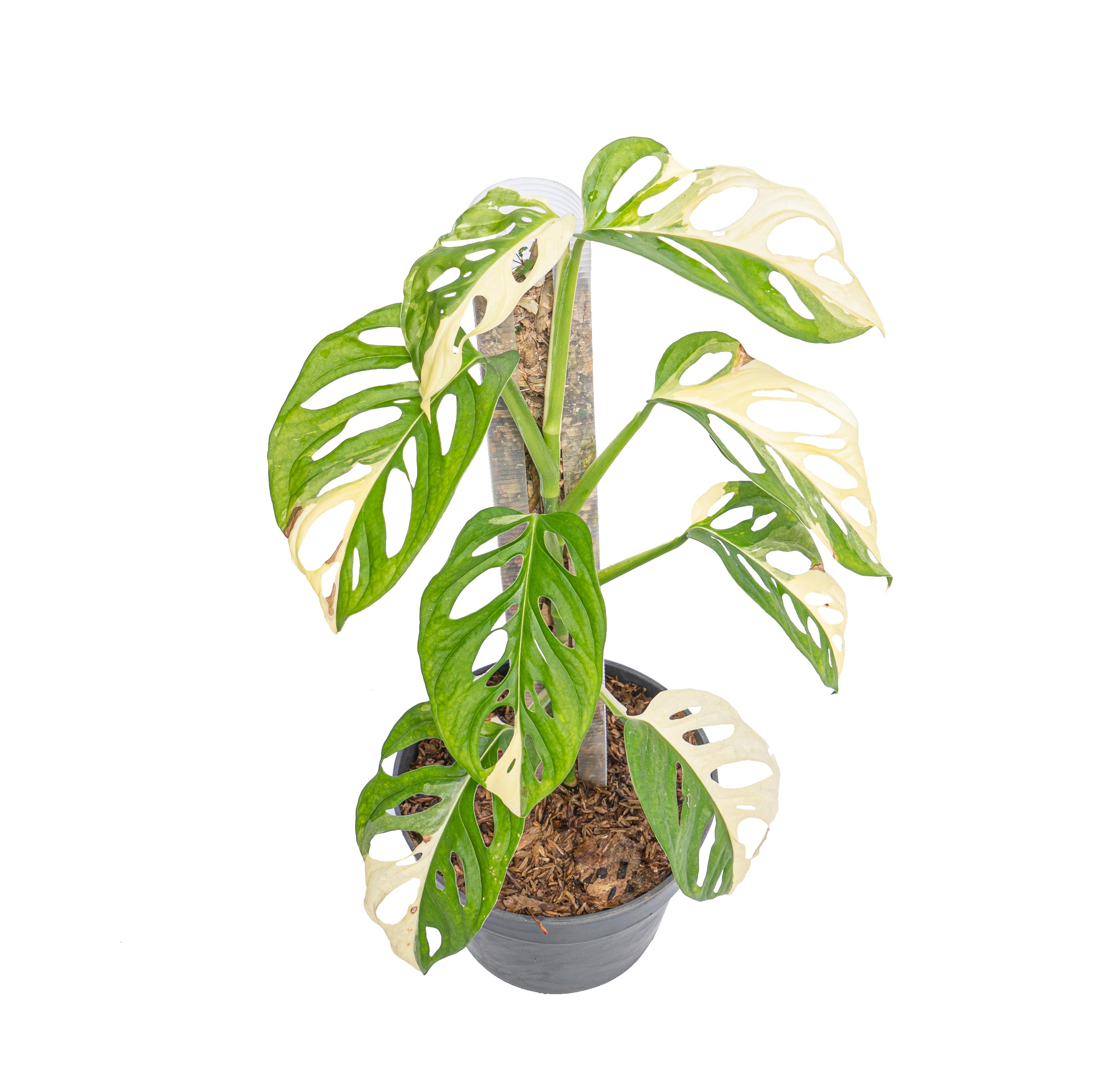 Monstera Adansonii Variegated - Mature size - Aroidmarket