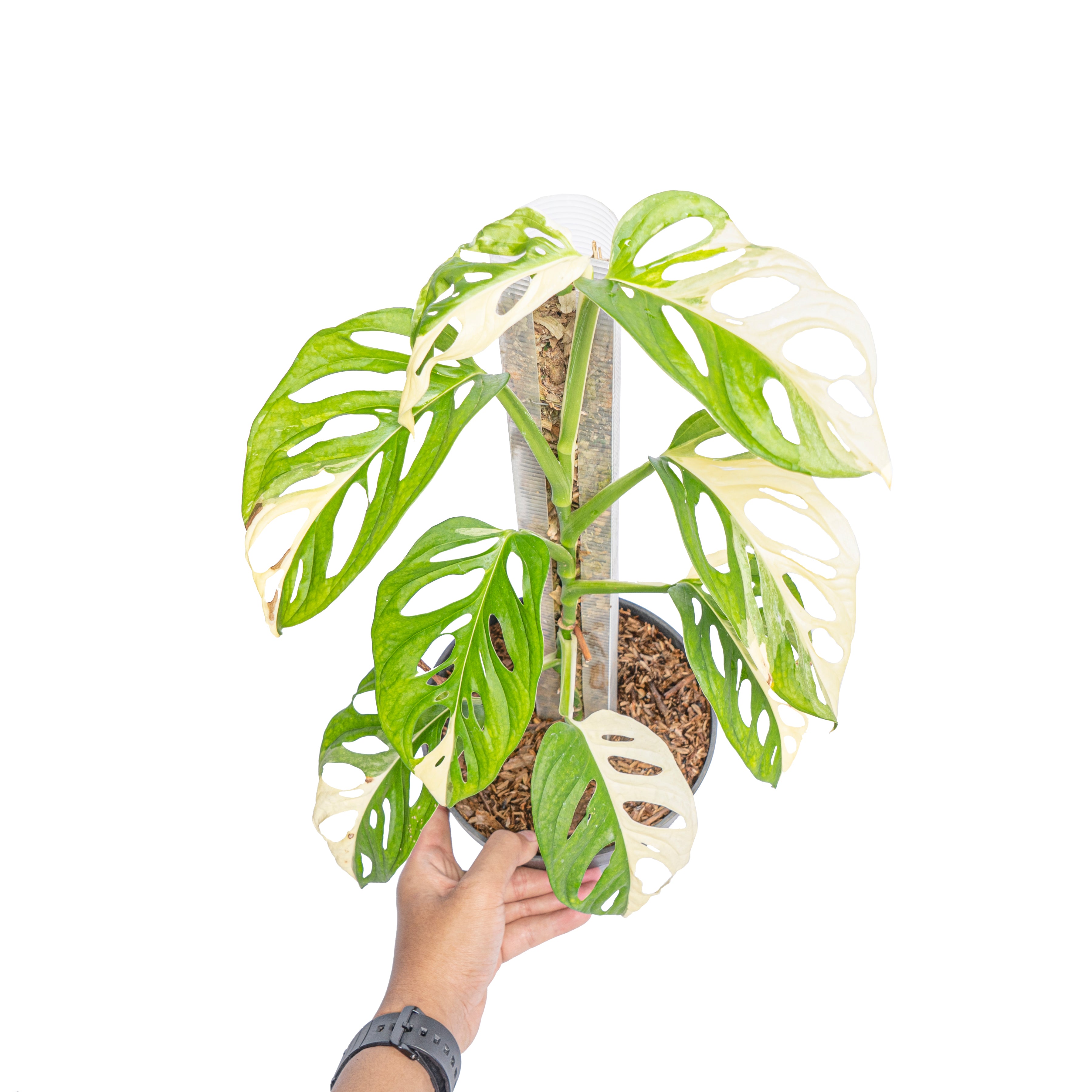 Monstera Adansonii Variegated - Mature size - Aroidmarket