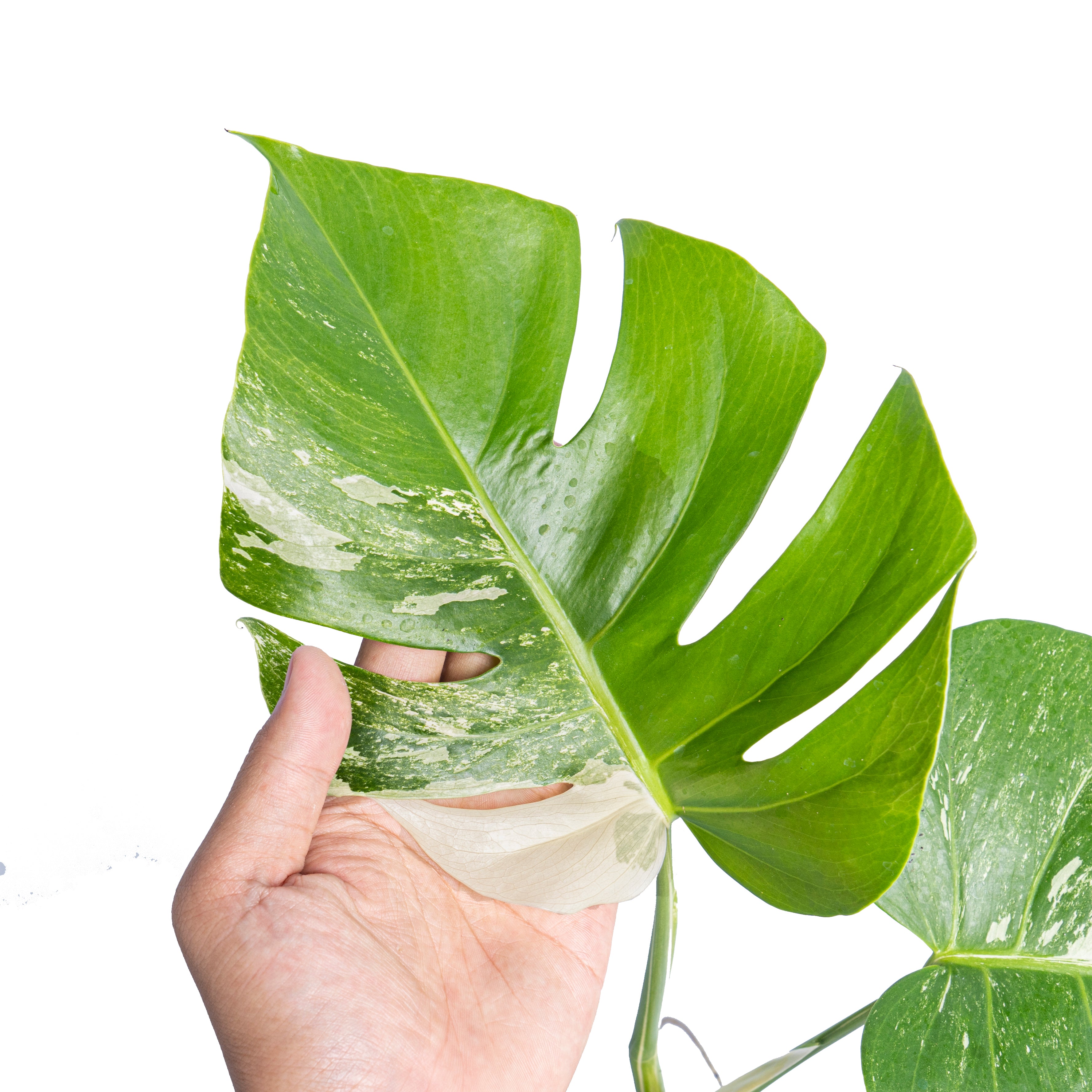 Monstera Albo Variegated 