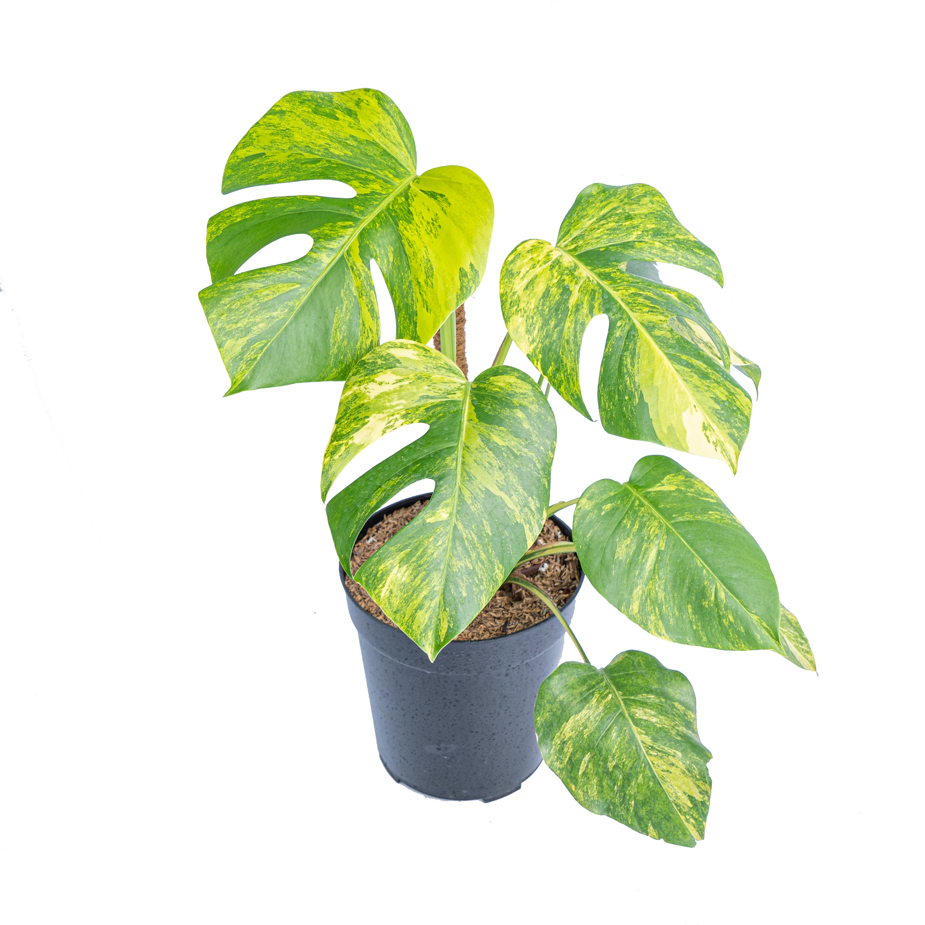 Monstera Aurea Variegated "Marmorata" 
