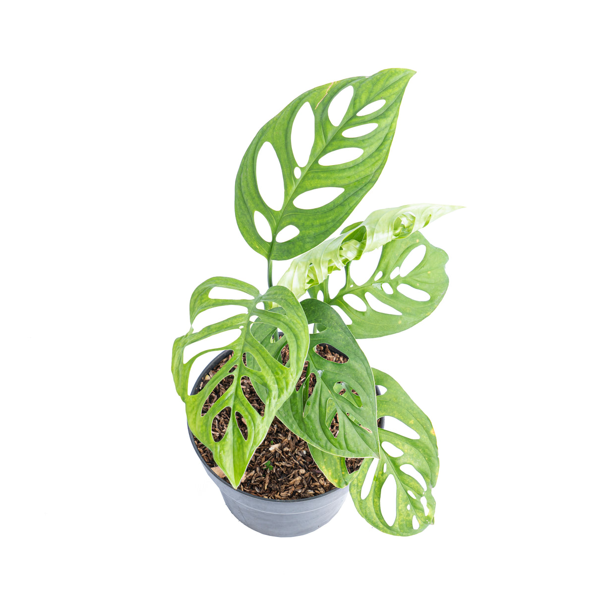 Monstera Esqueleto - Aroidmarket