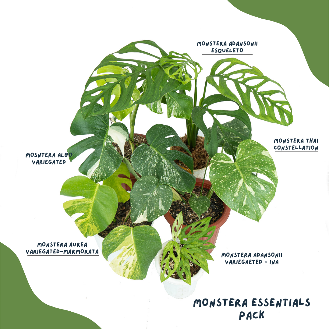 Monstera Essentials Pack