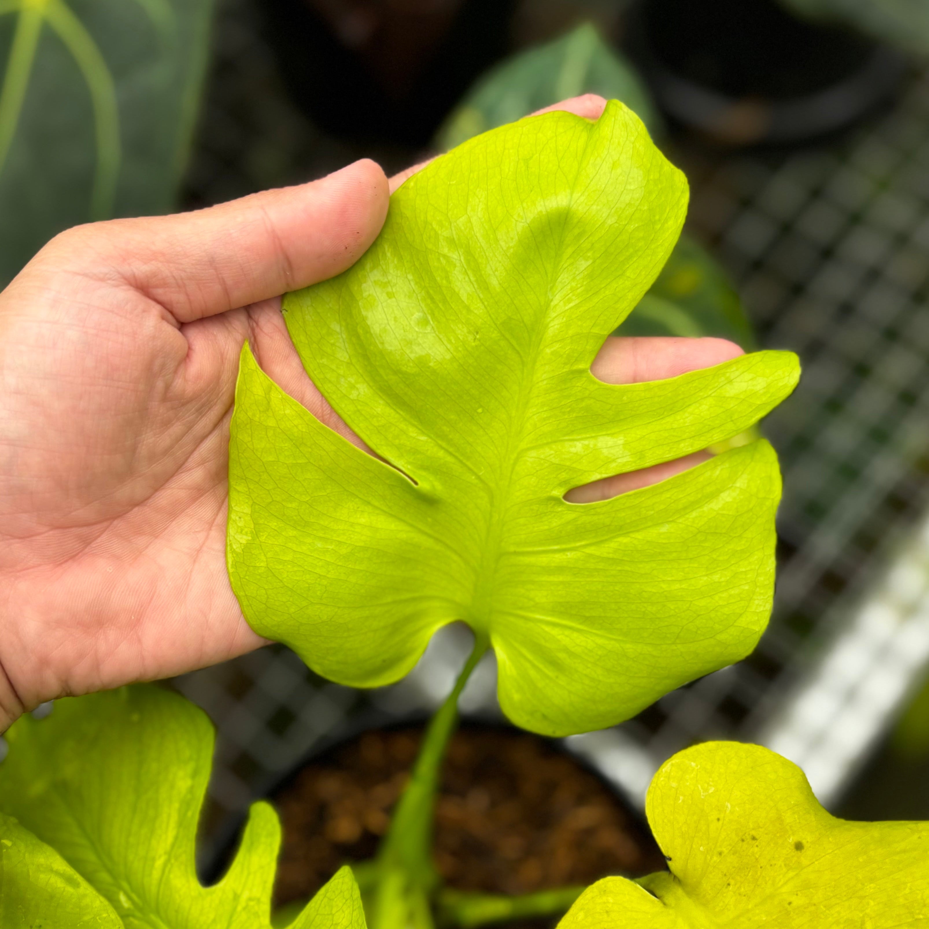 Monstera Lemon Lime