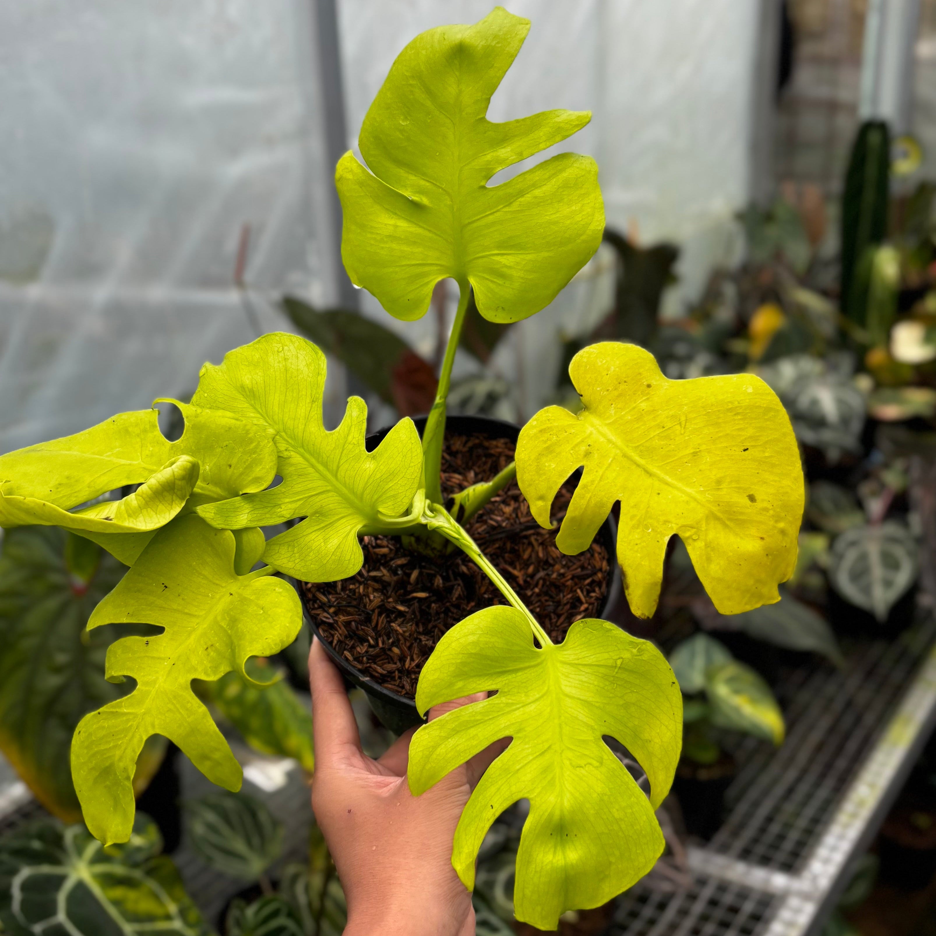 Monstera Lemon Lime