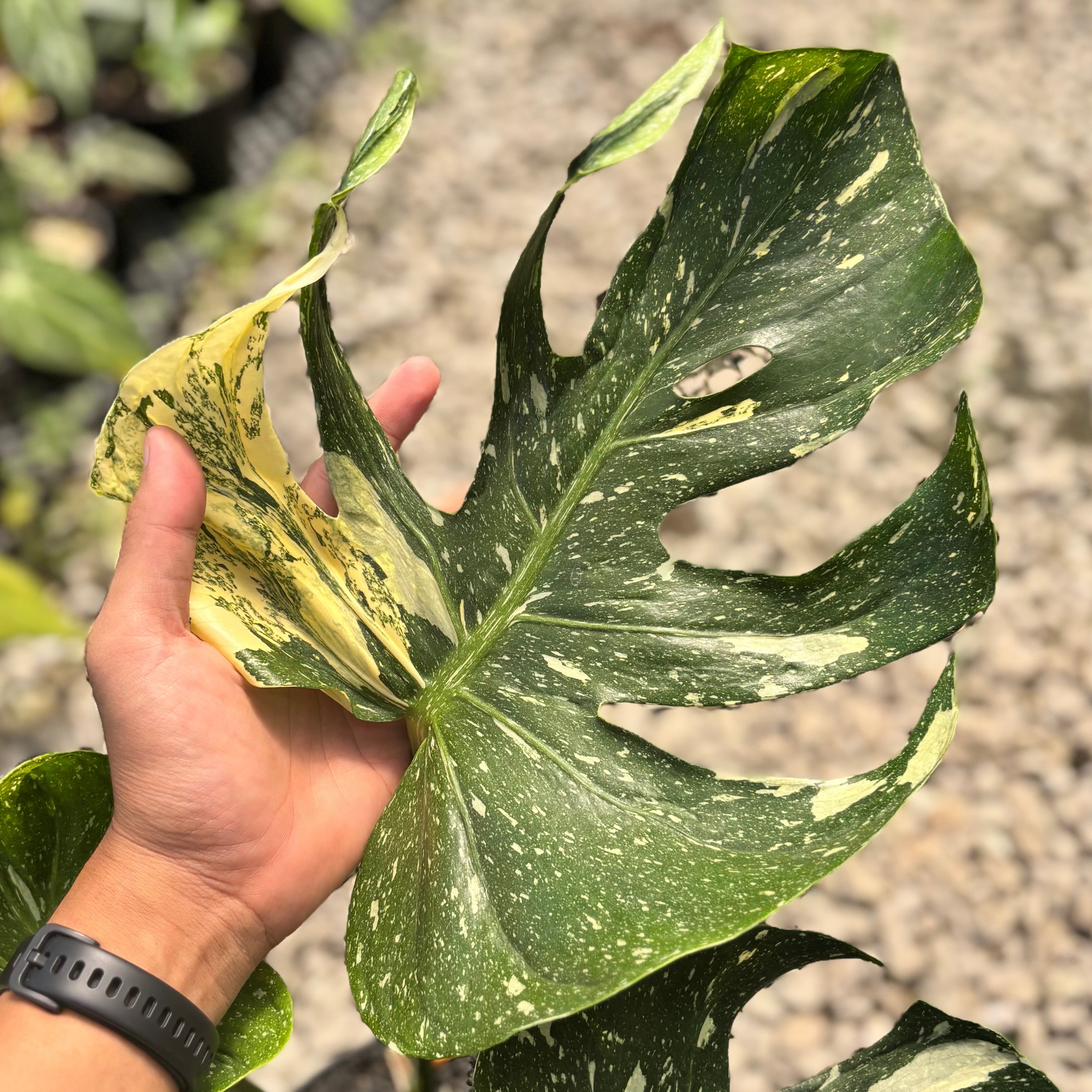 Monstera Medusa Variegated