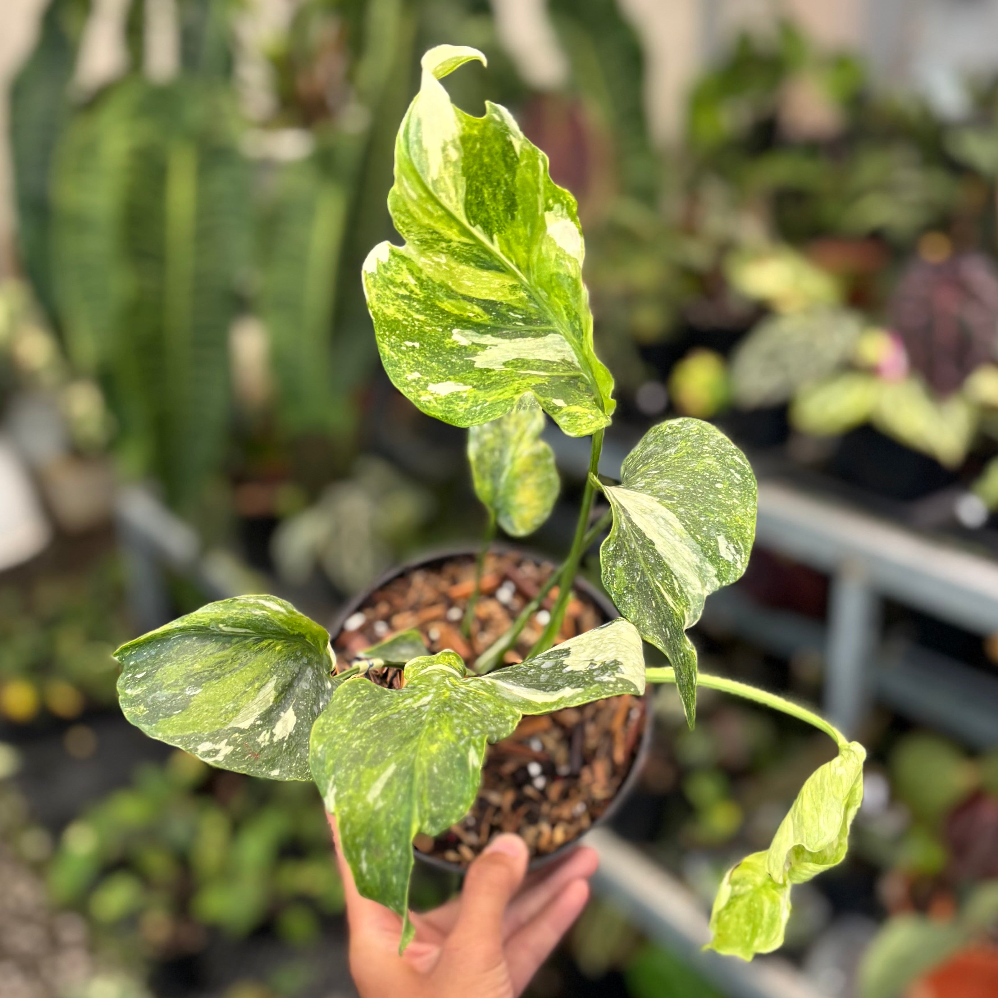 Monstera Spectra