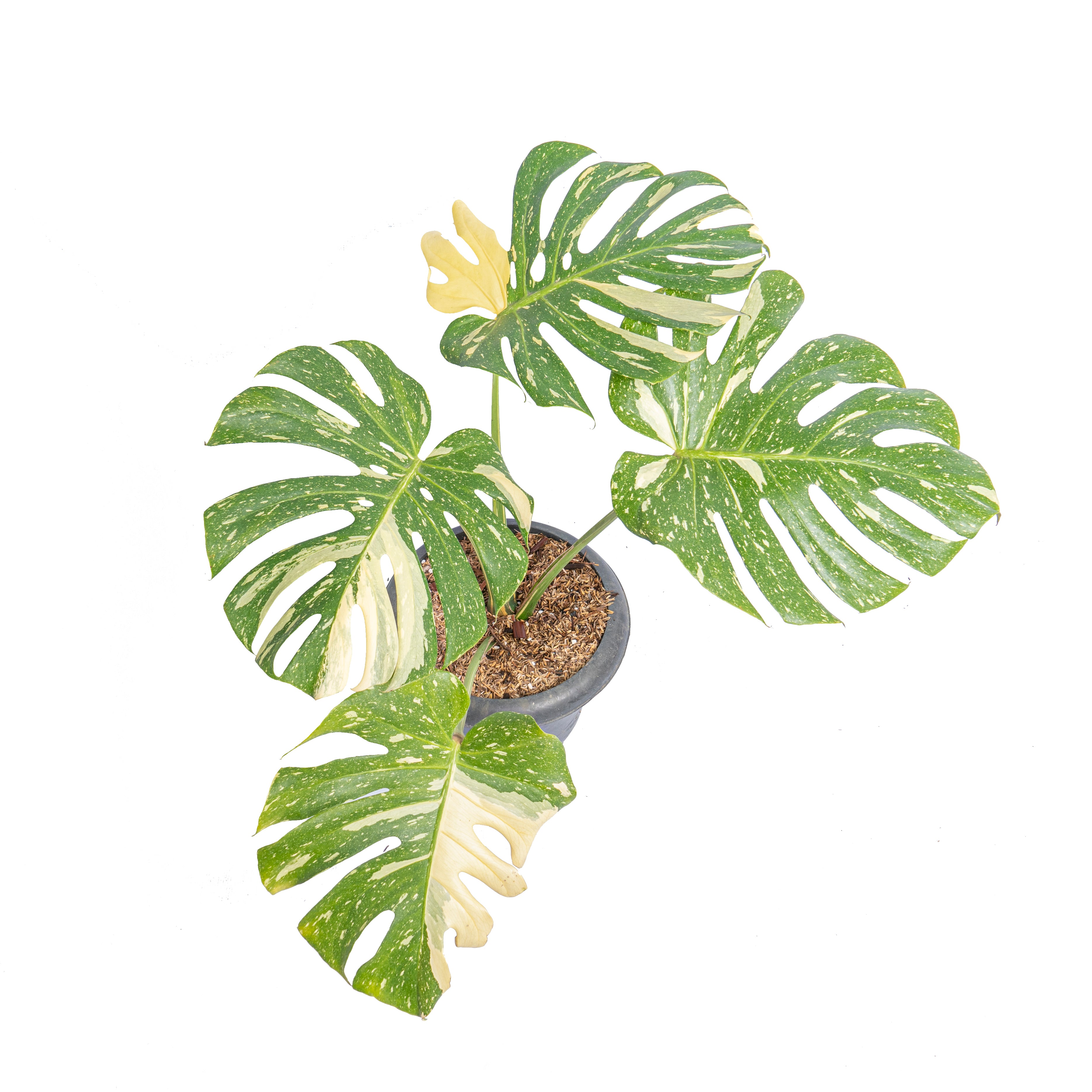 Monstera Thai Constellation