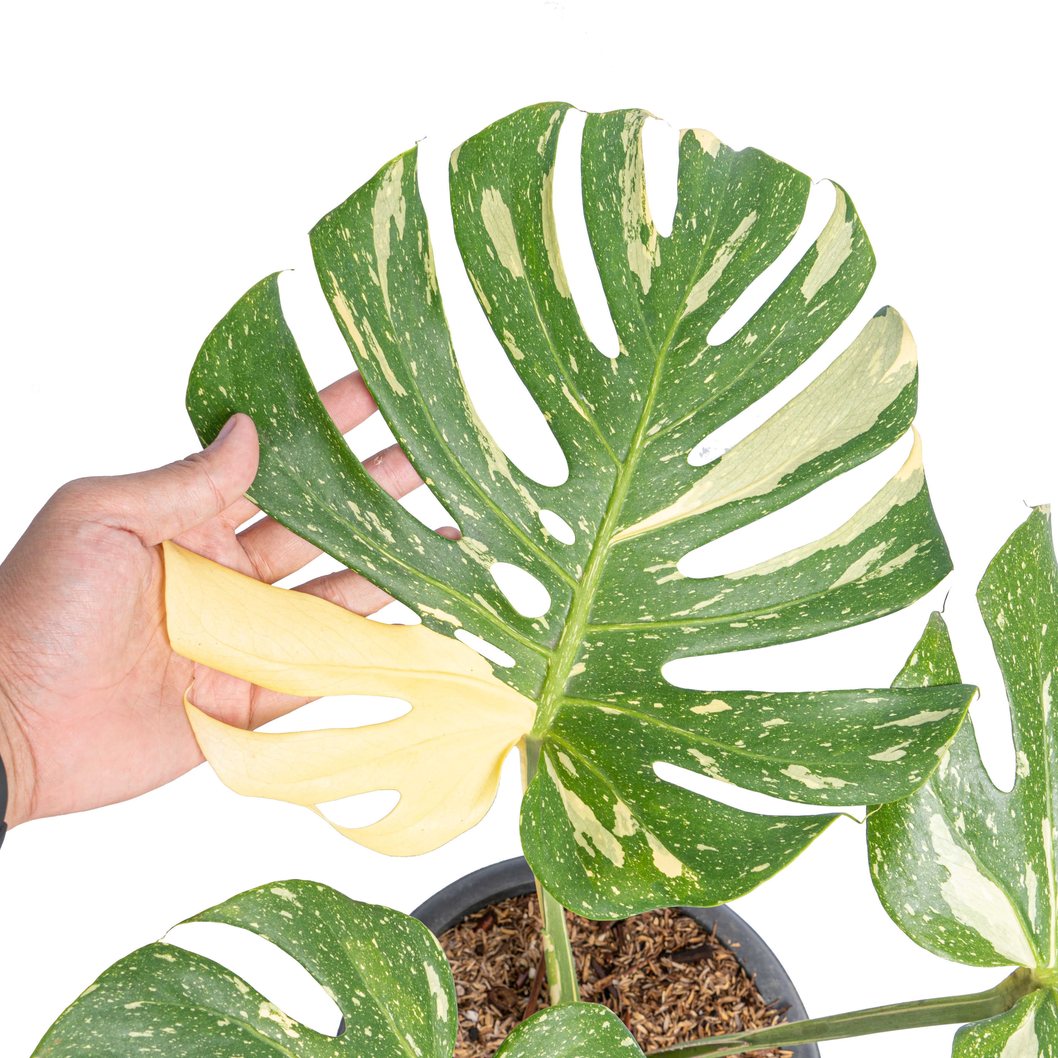 Monstera Thai Constellation