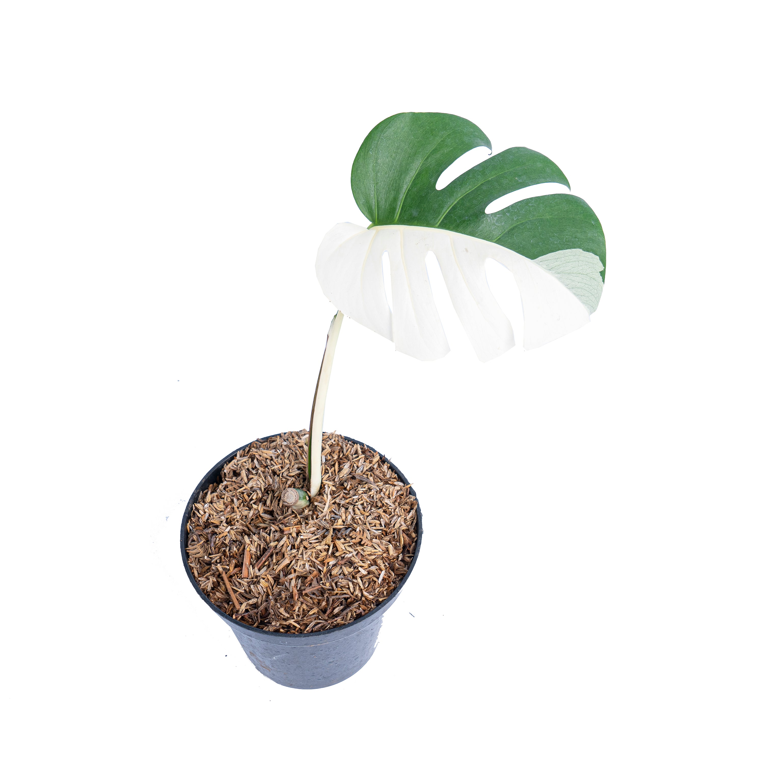 Monstera albo halfmoon cutting - 1 leaf