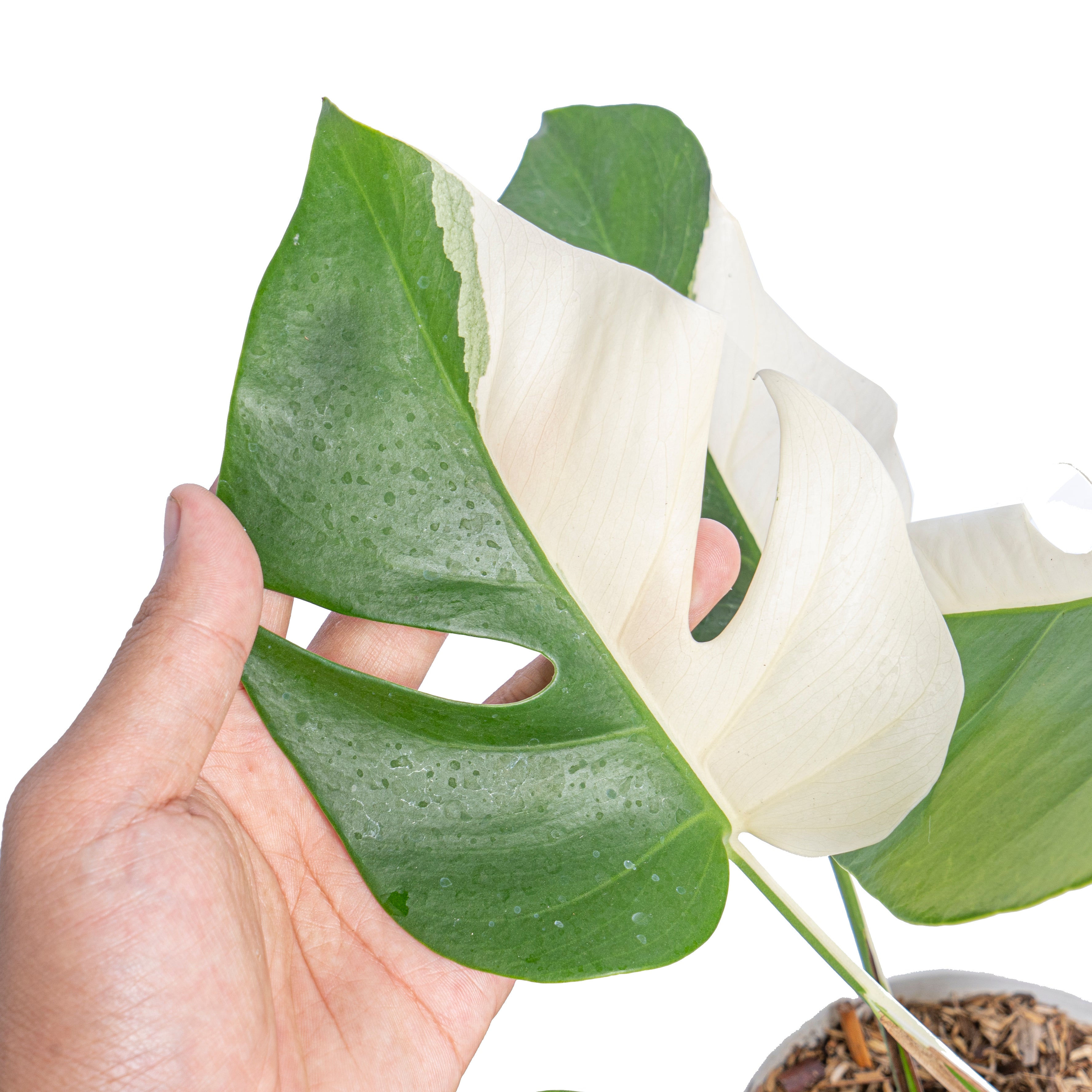 Monstera albo half moon variegated - Aroidmarket