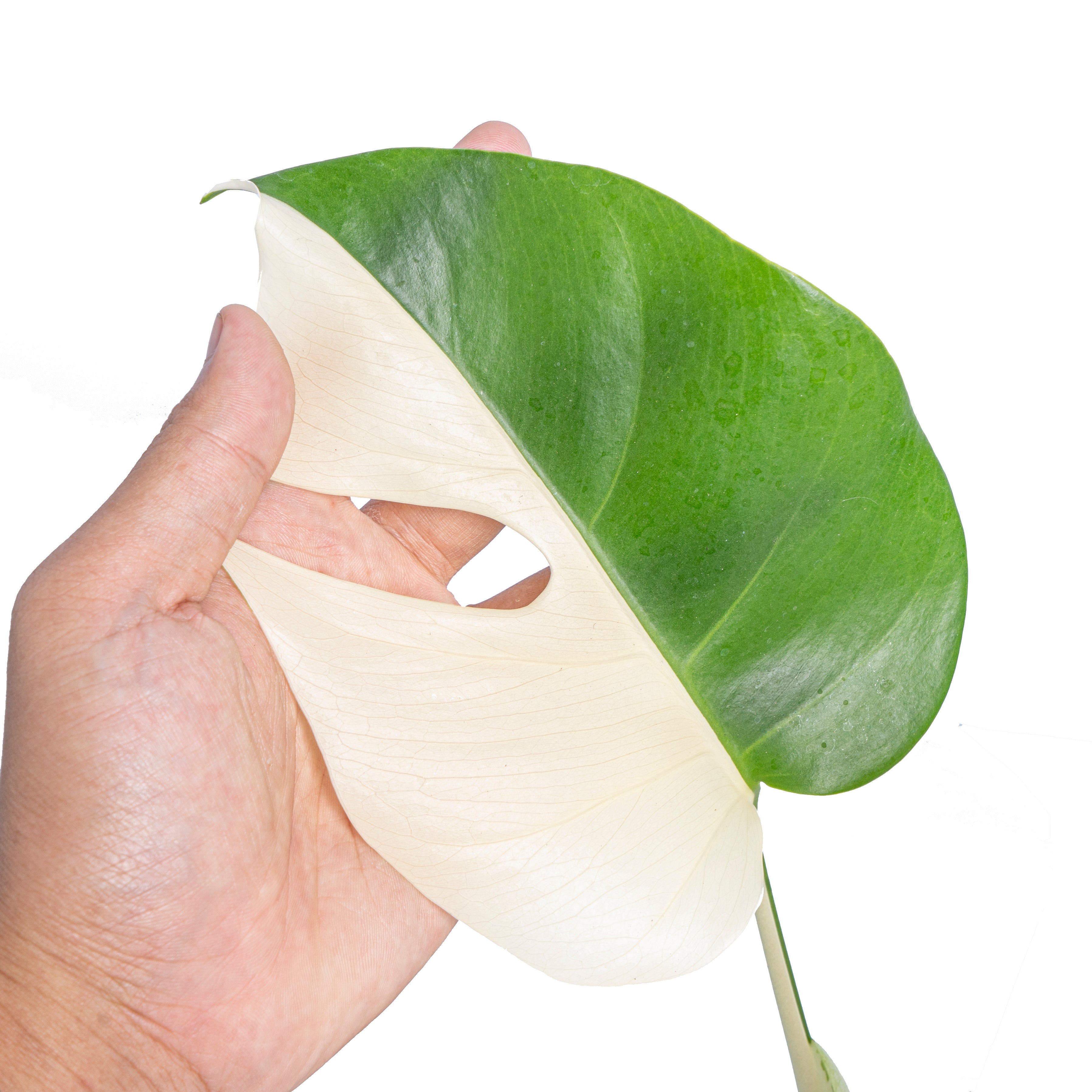 Monstera albo half moon variegated - Aroidmarket