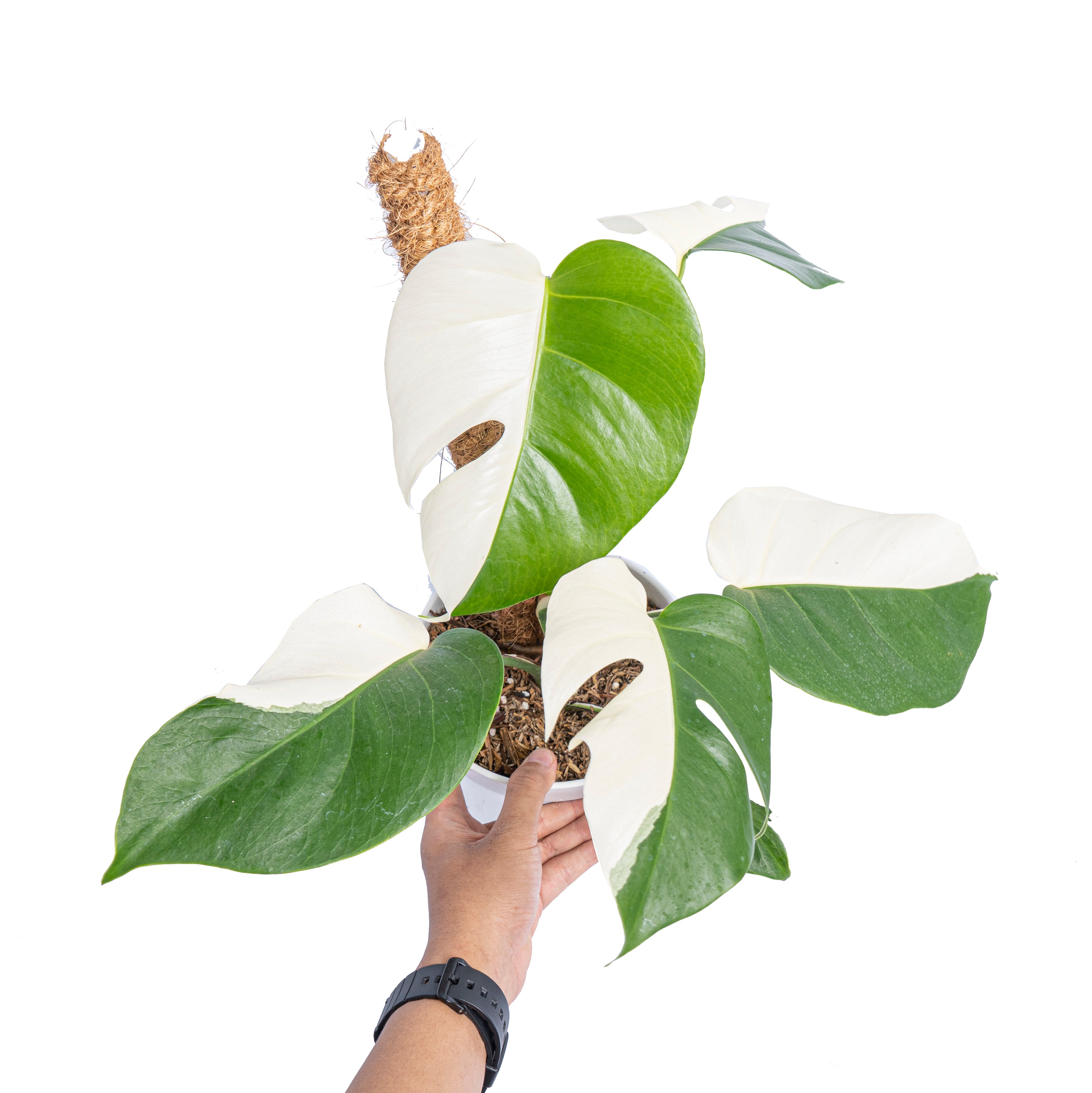 Monstera albo half moon variegated - Aroidmarket