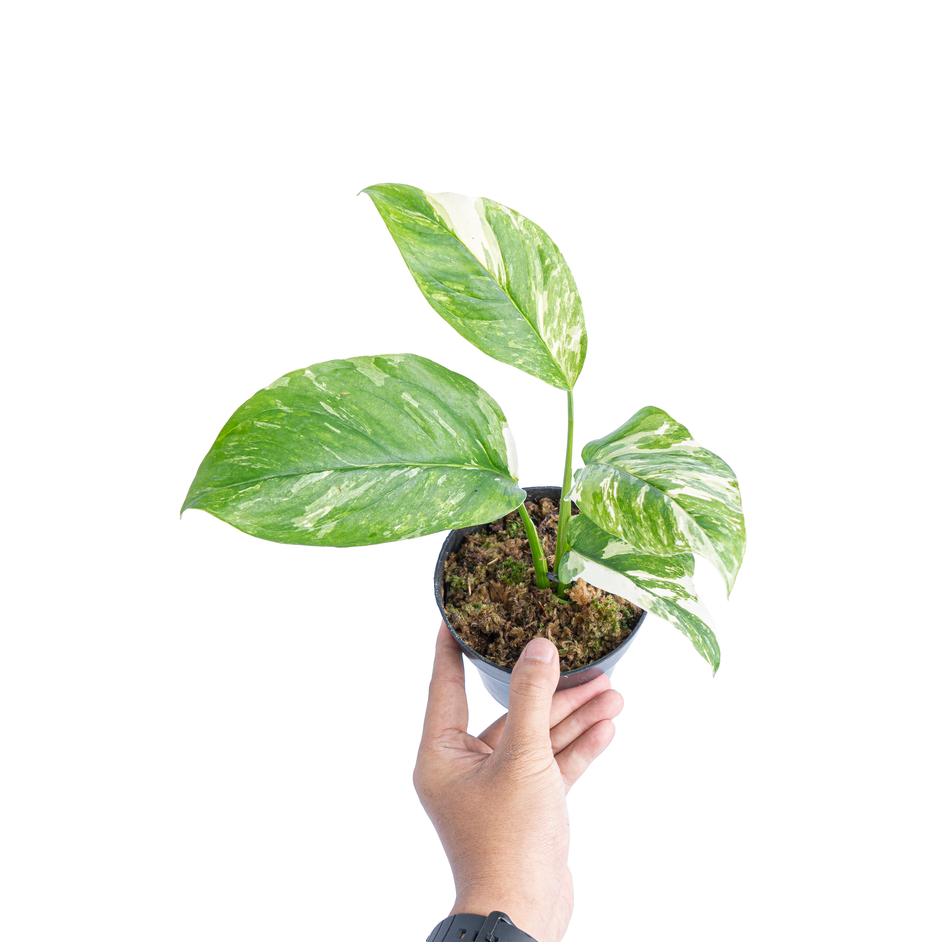Monstera lechleriana variegated - Aroidmarket