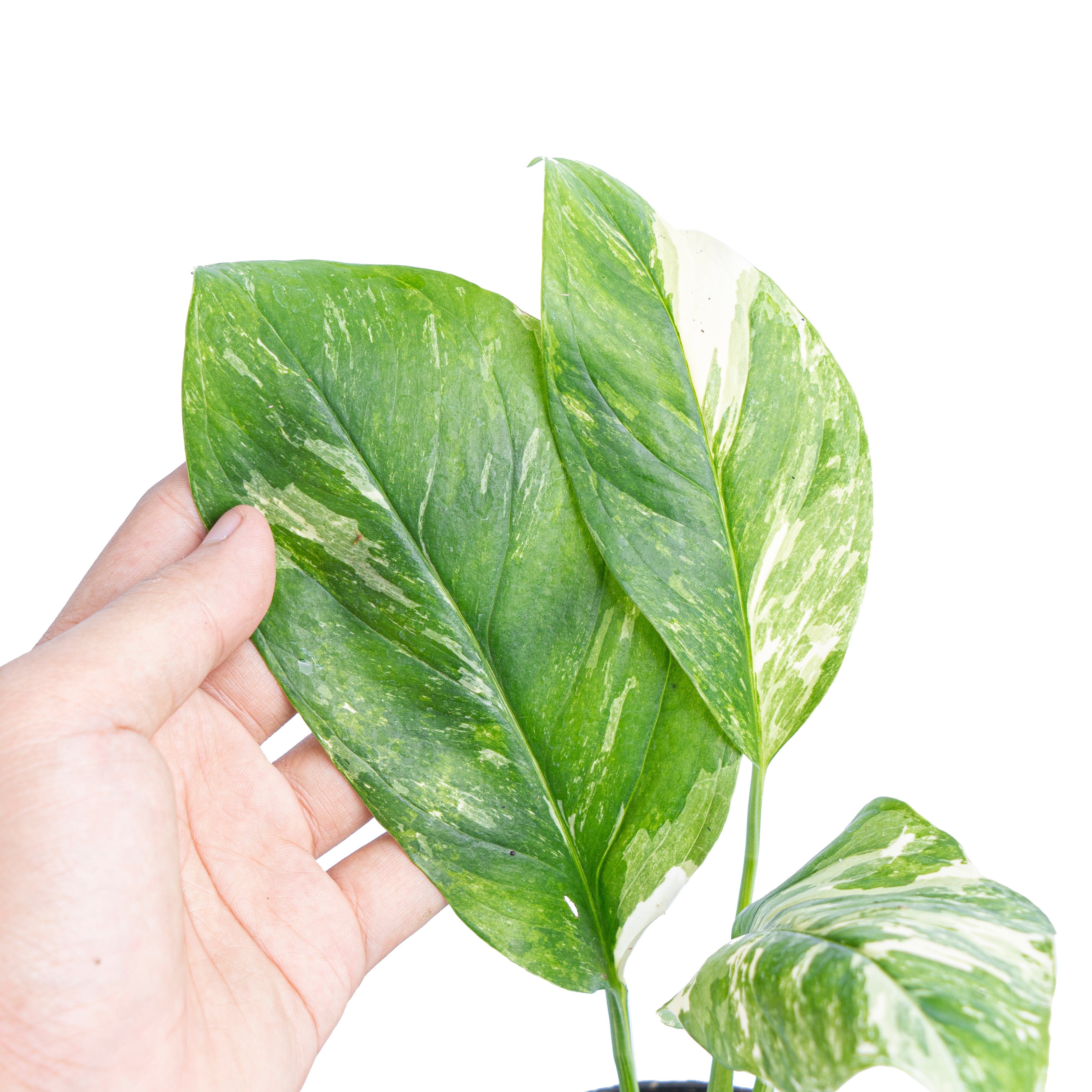 Monstera lechleriana variegated - Aroidmarket