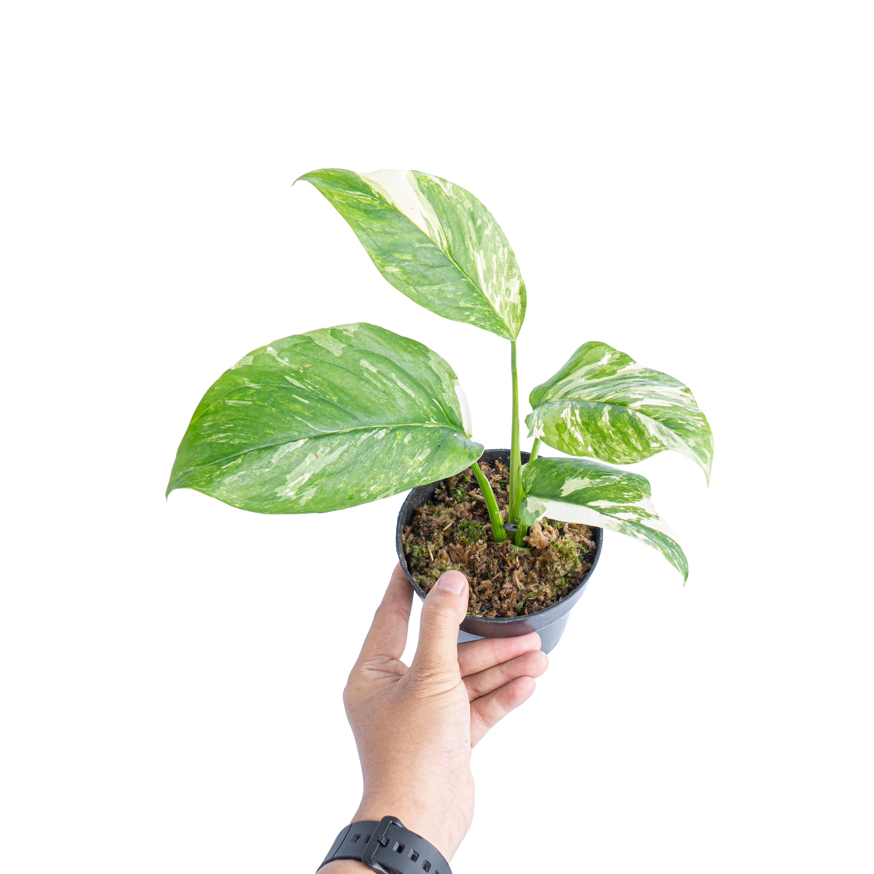 Monstera lechleriana variegated - Aroidmarket