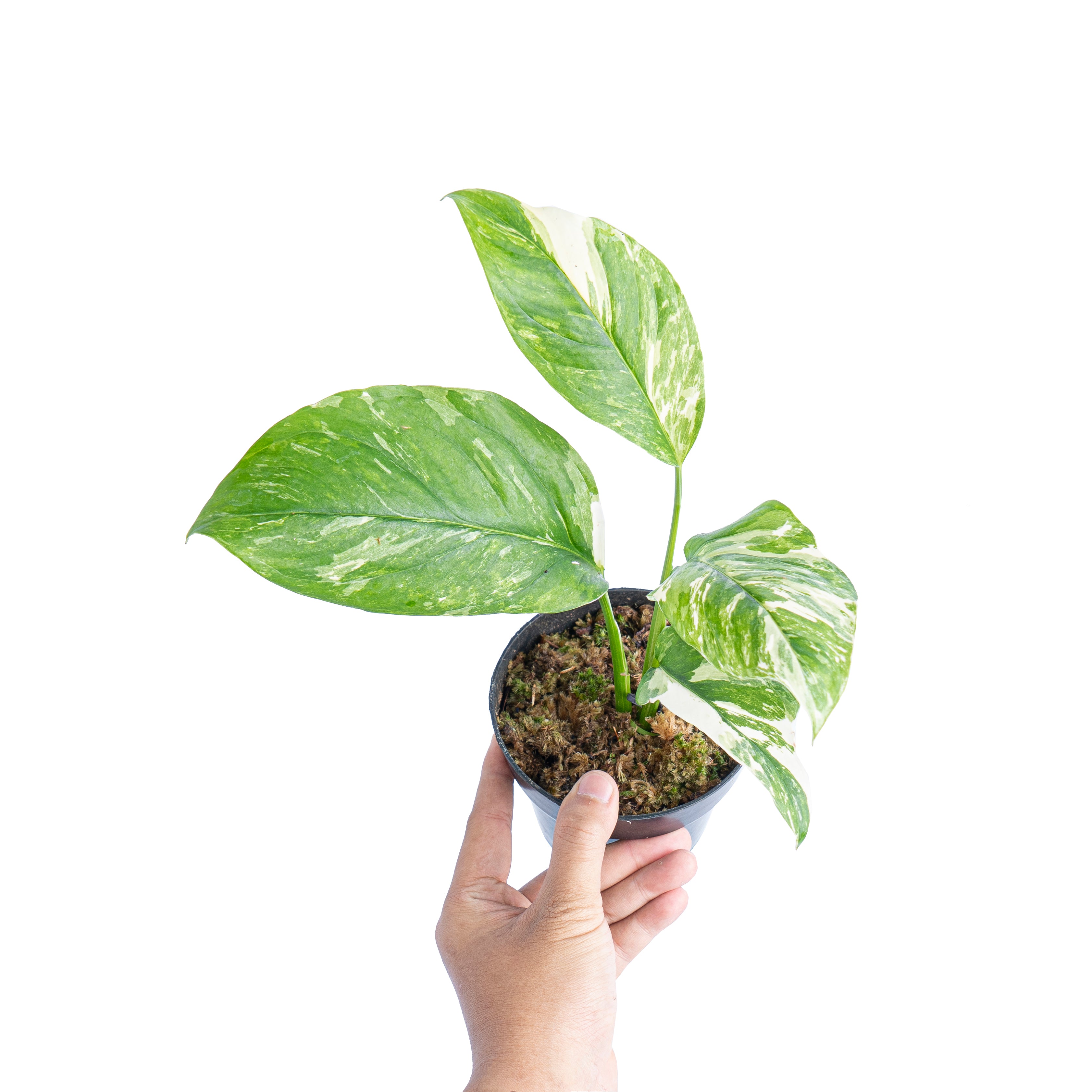 Monstera lechleriana variegated - Aroidmarket