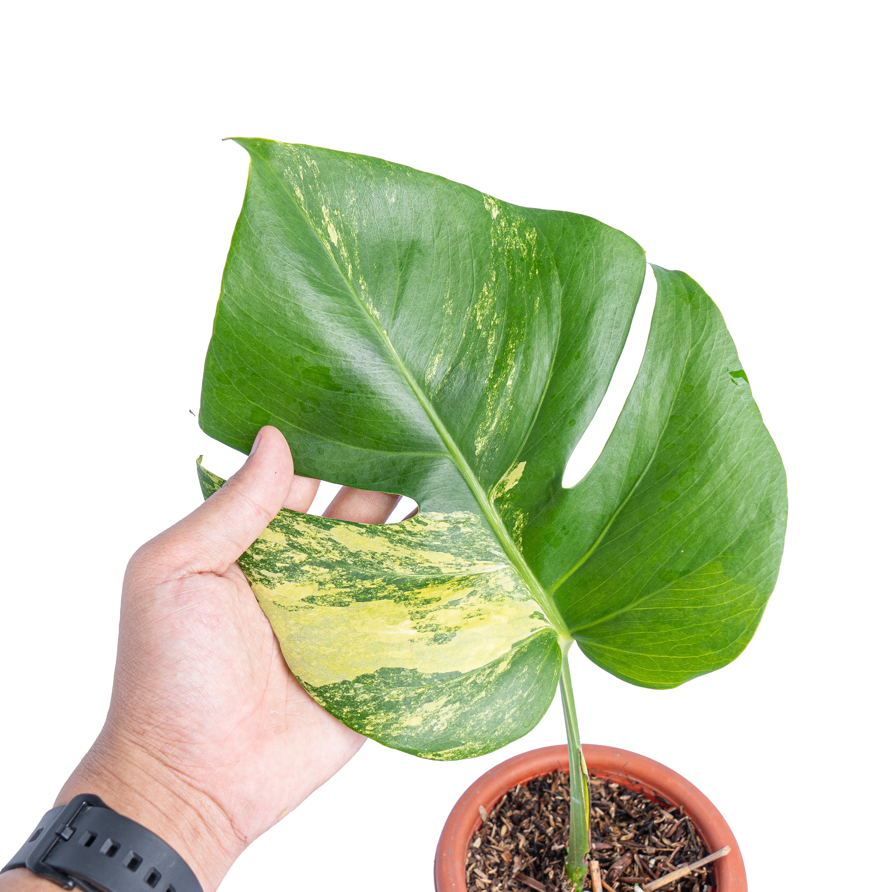 Monstera marmorata variegated cutting - 1 leaf