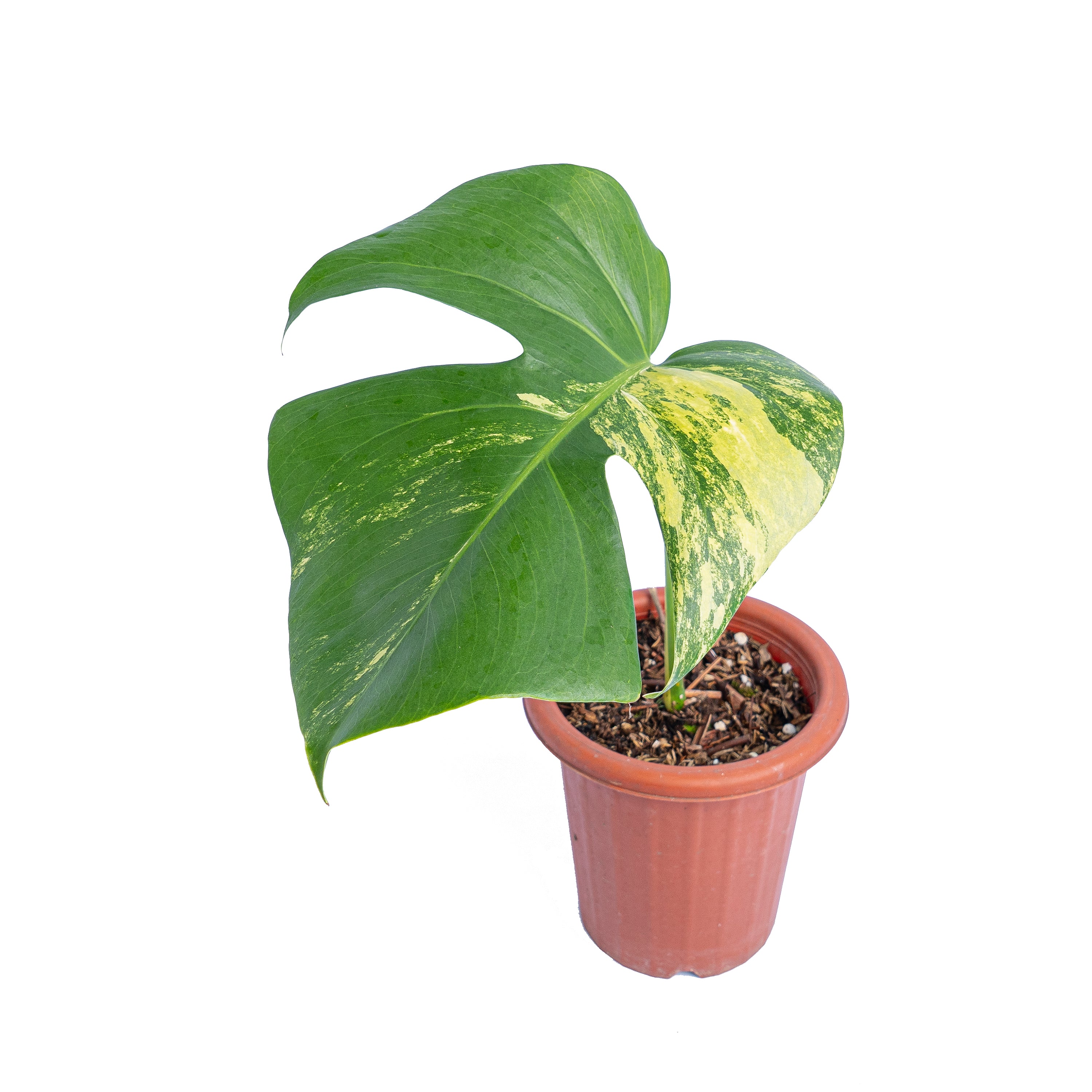 Monstera marmorata variegated cutting - 1 leaf