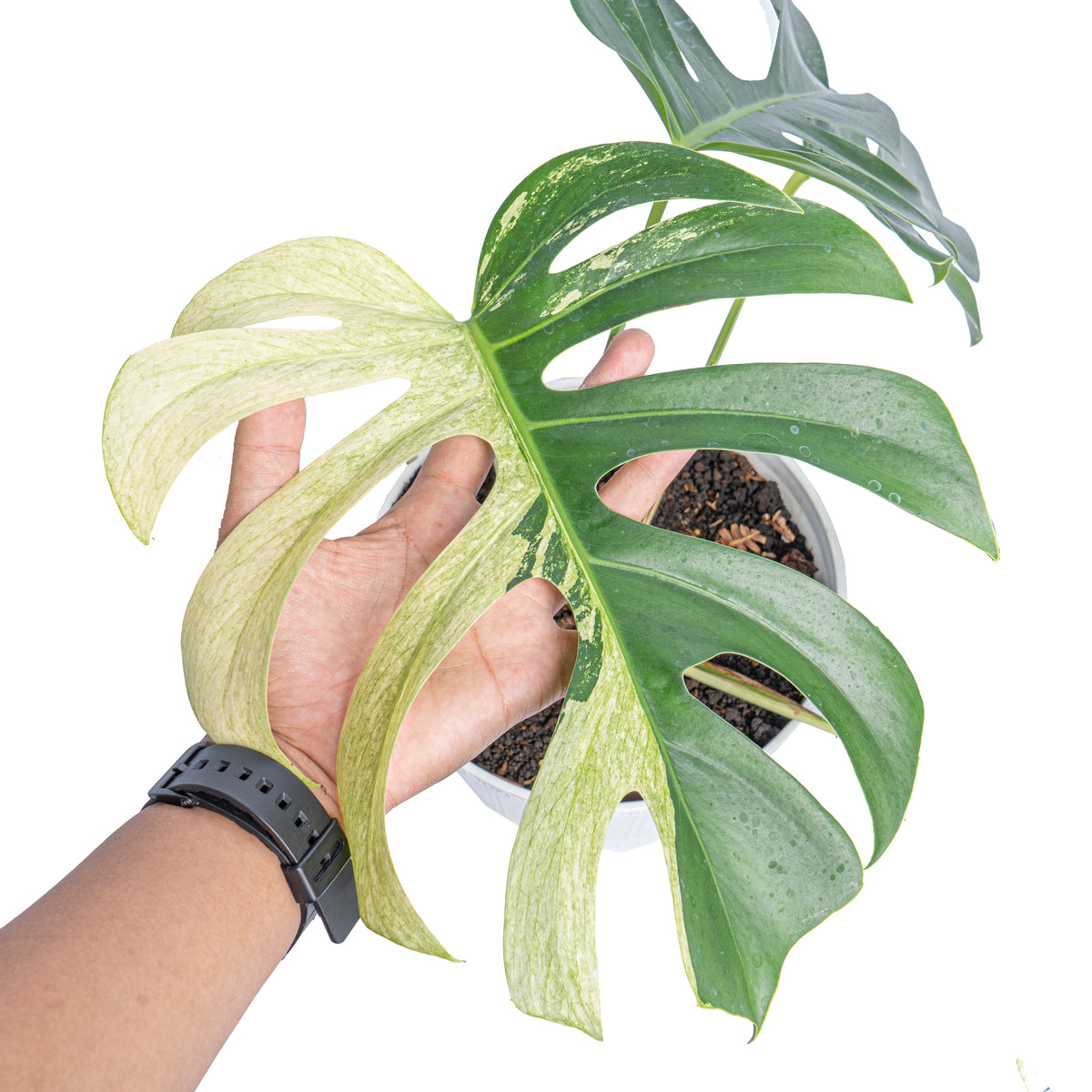 Monstera mint variegated - Aroidmarket