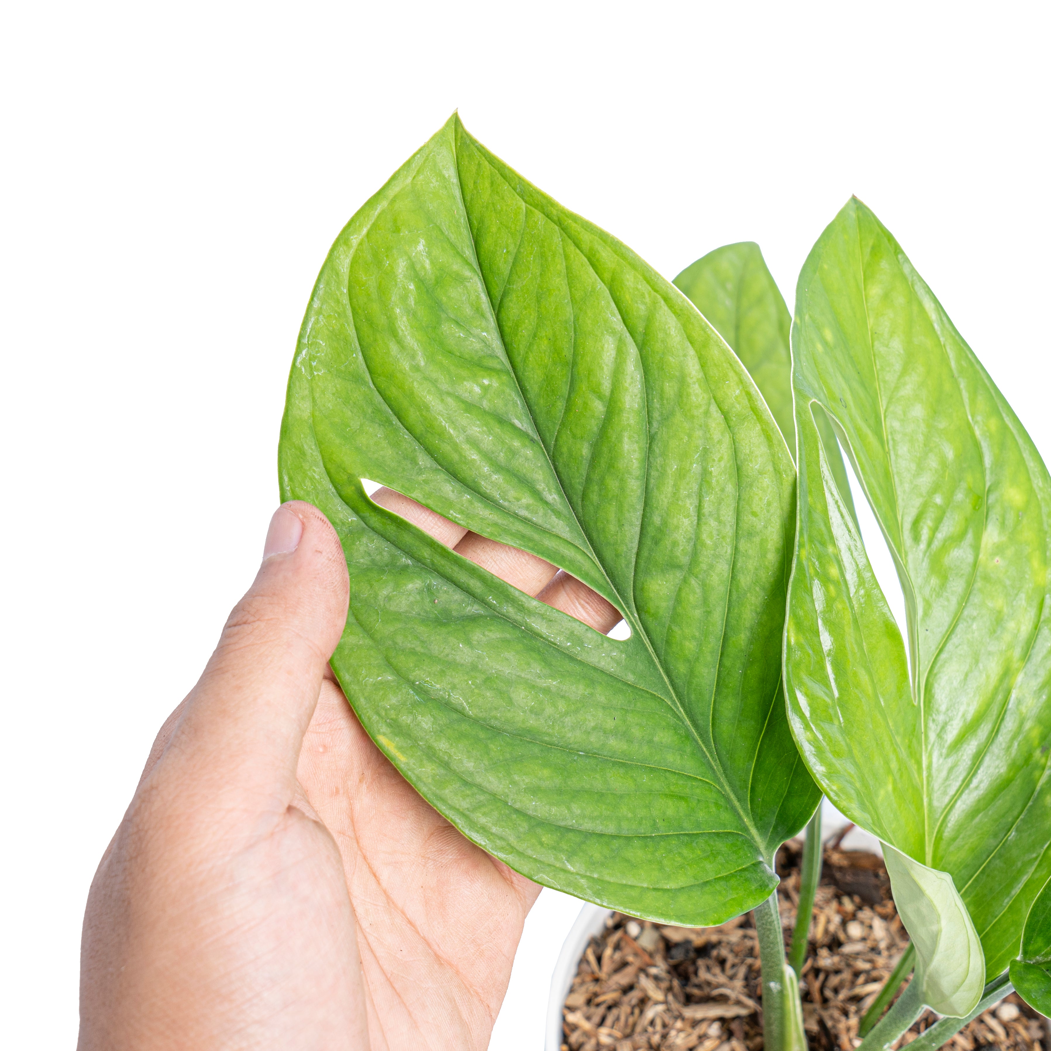 Monstera pinnatipartita