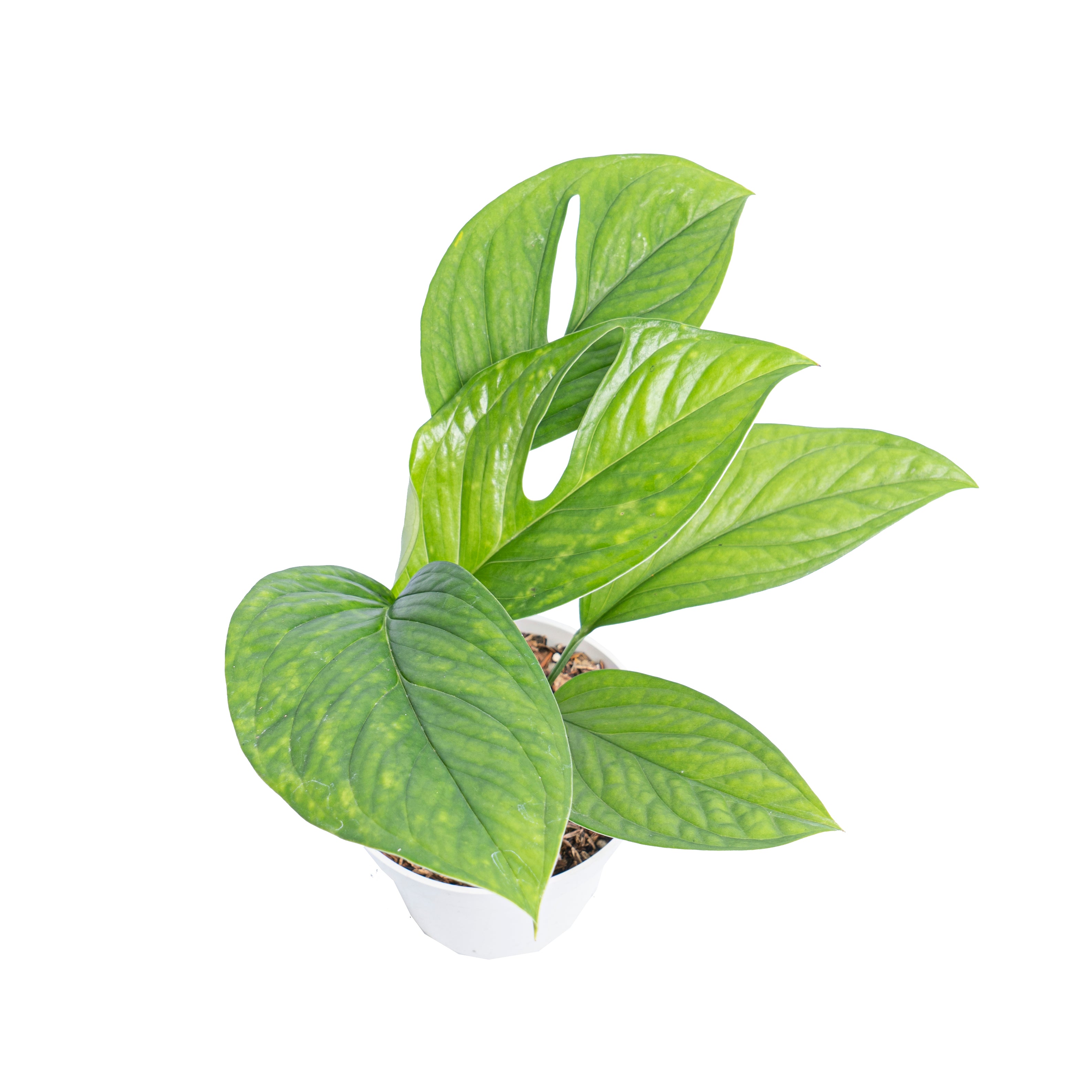 Monstera pinnatipartita