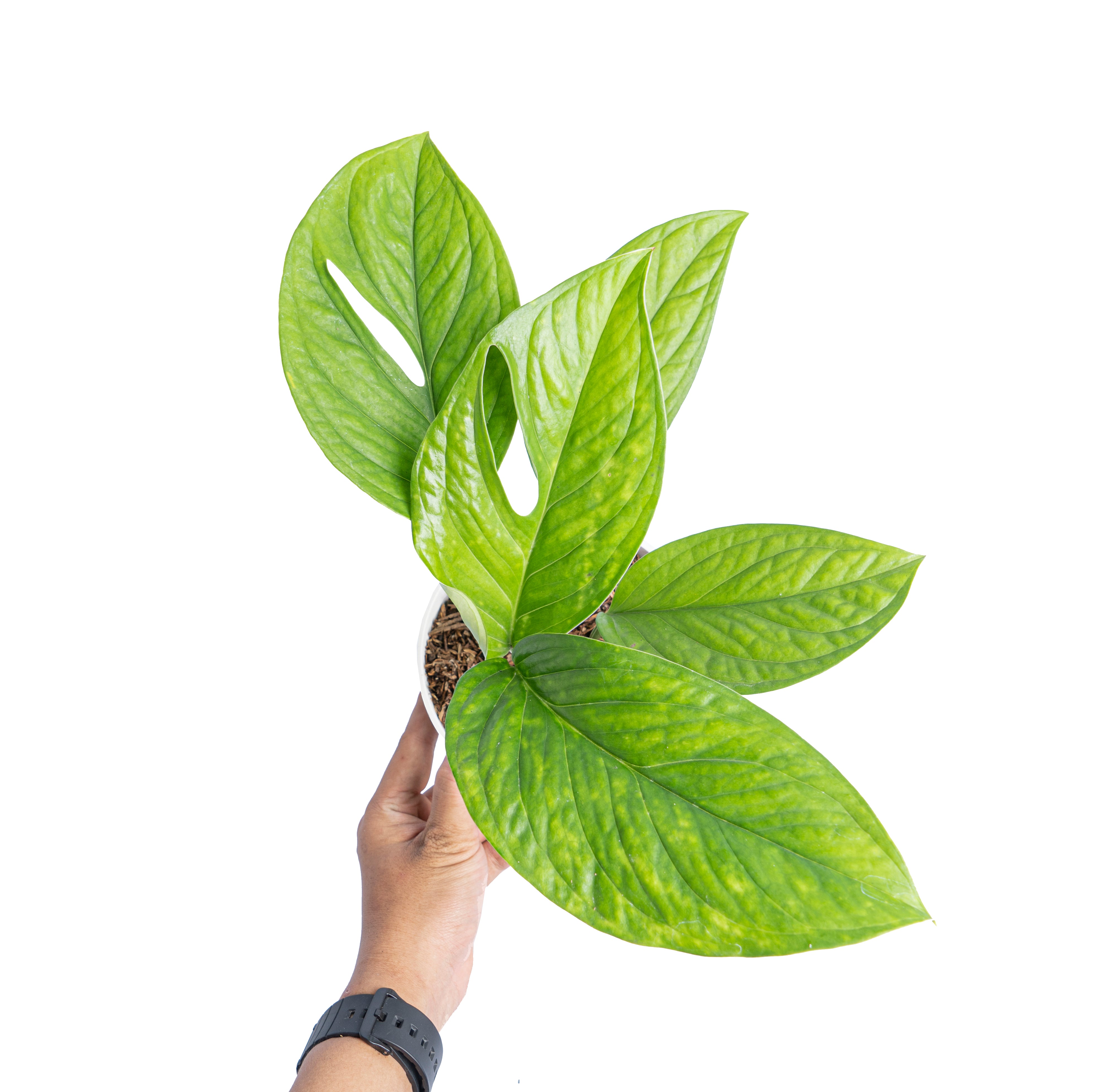 Monstera pinnatipartita