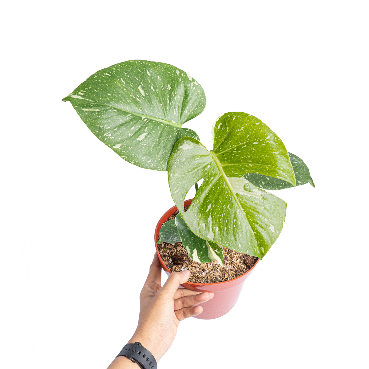 Monstera thai constellation