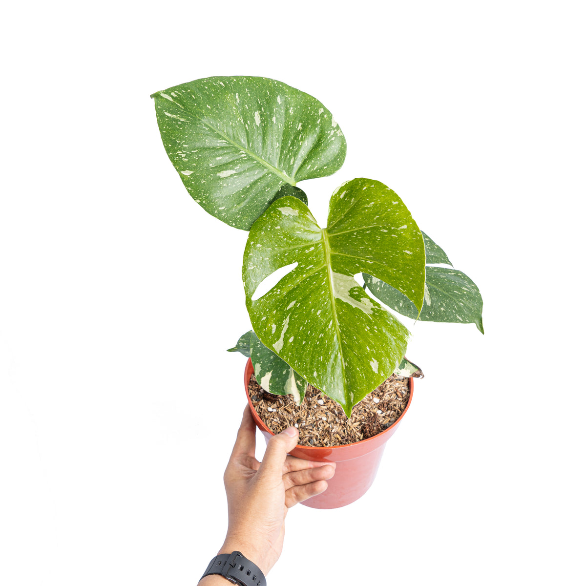 Monstera thai constellation