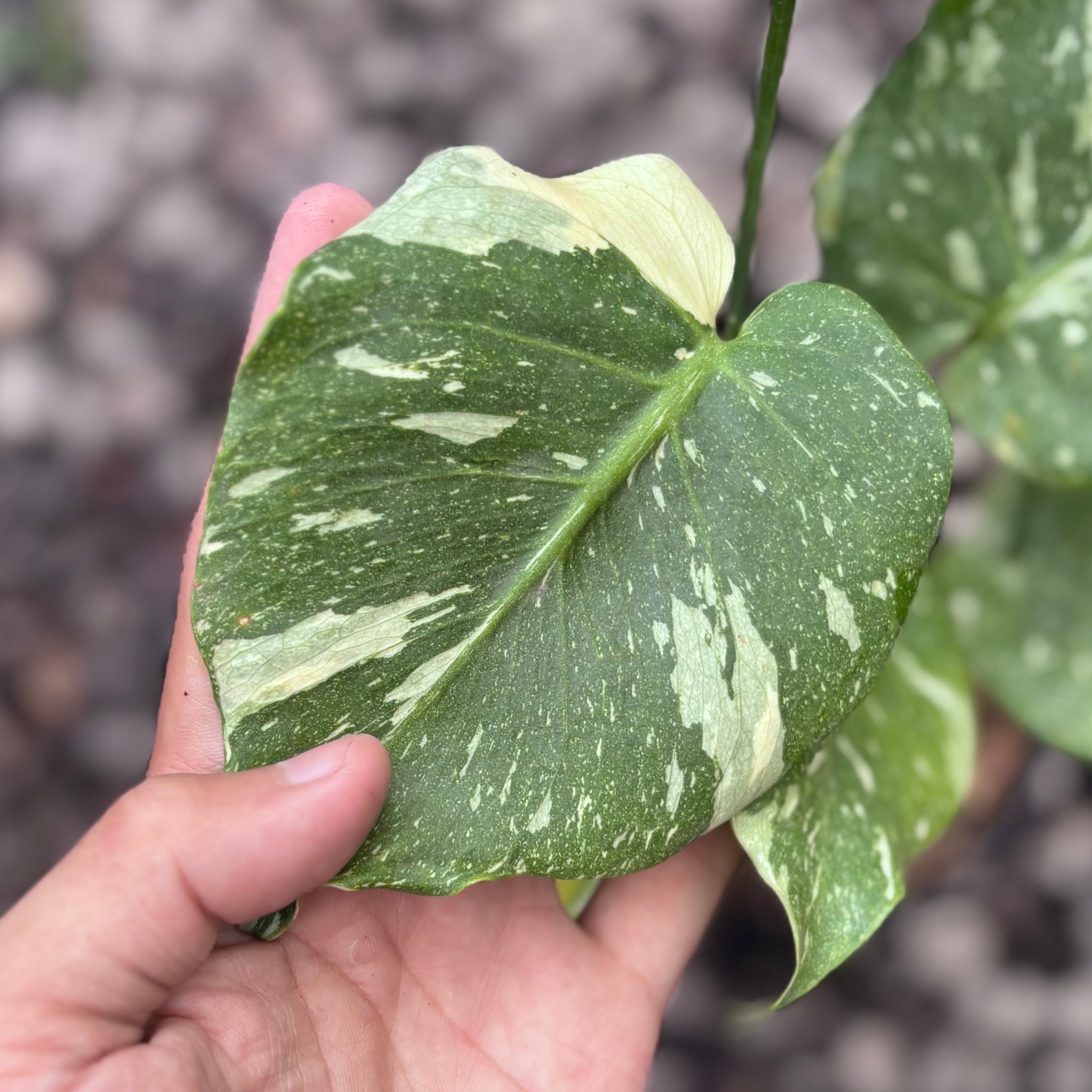 Monstera thai constellation mutation