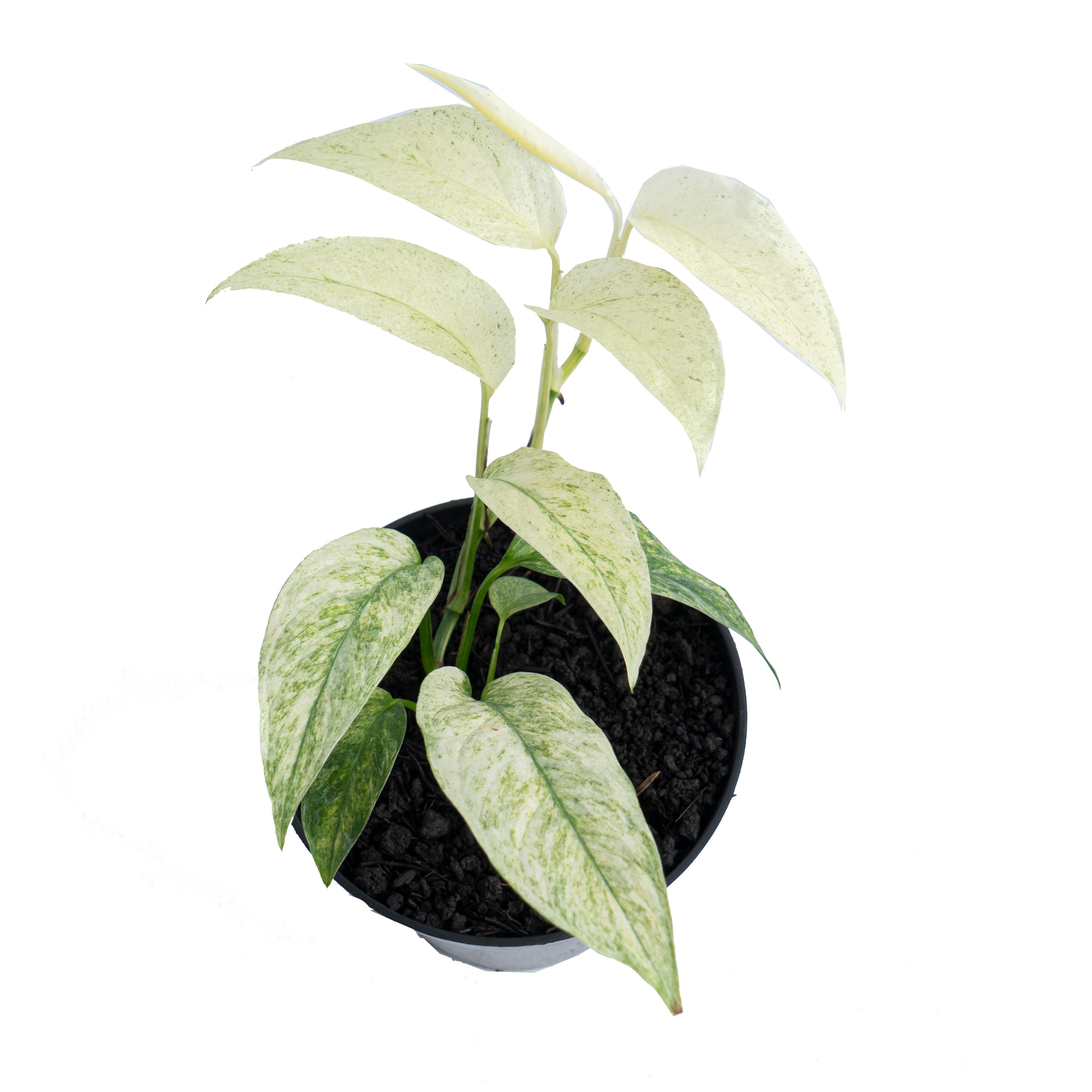 Aroid Market Monstera laniata - Thumbnail 3