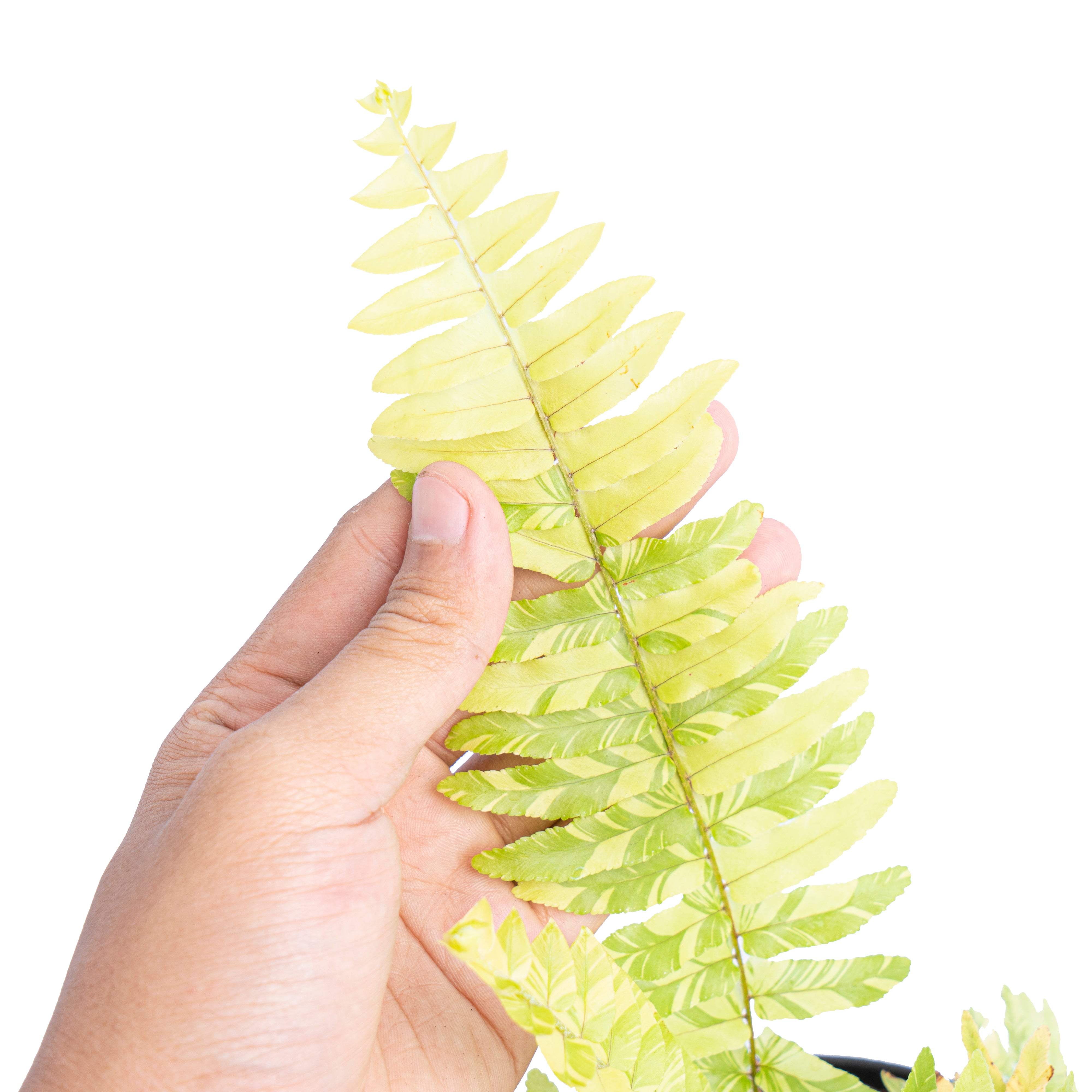 Nephrolepis exaltata variegated - Aroidmarket