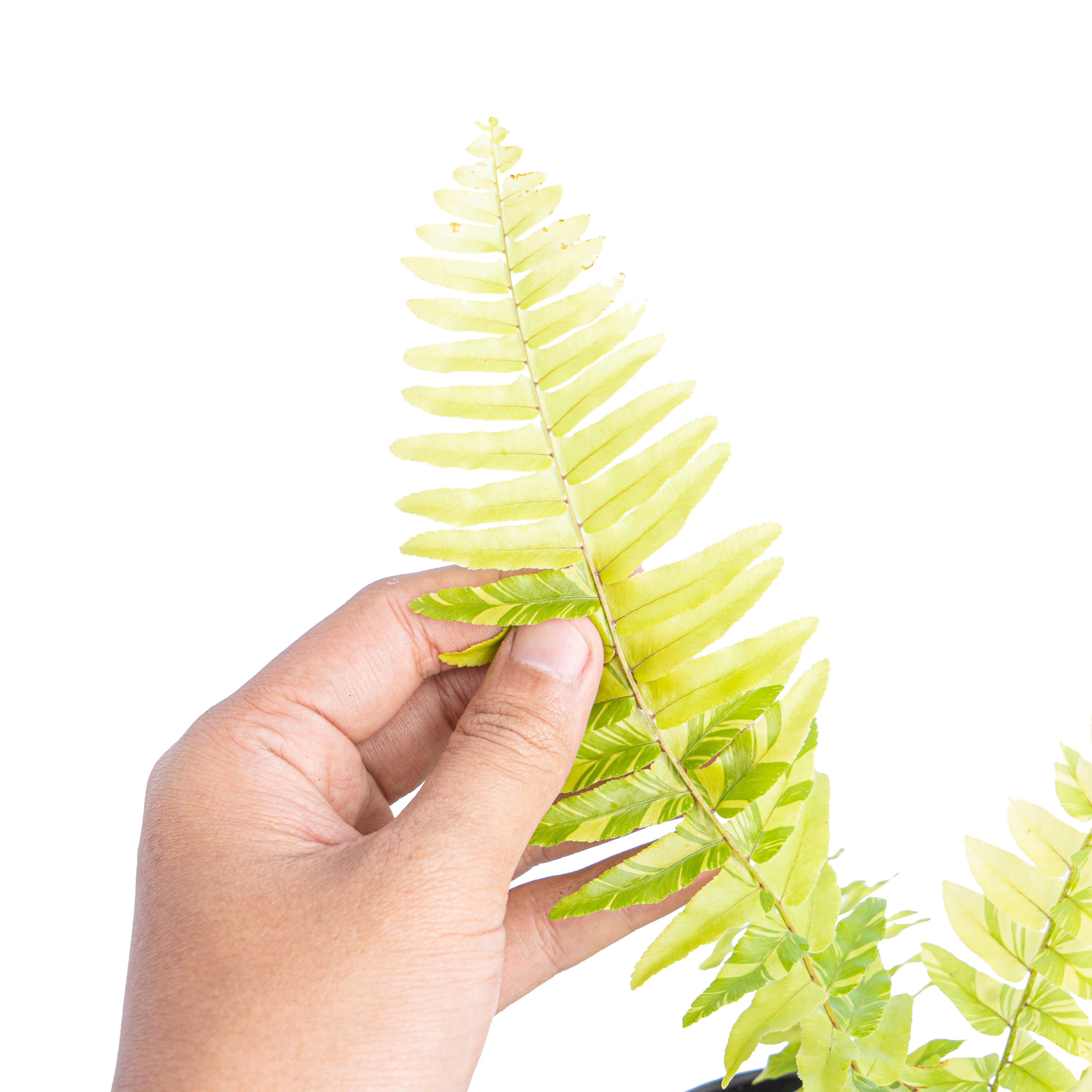 Nephrolepis exaltata variegated - Aroidmarket