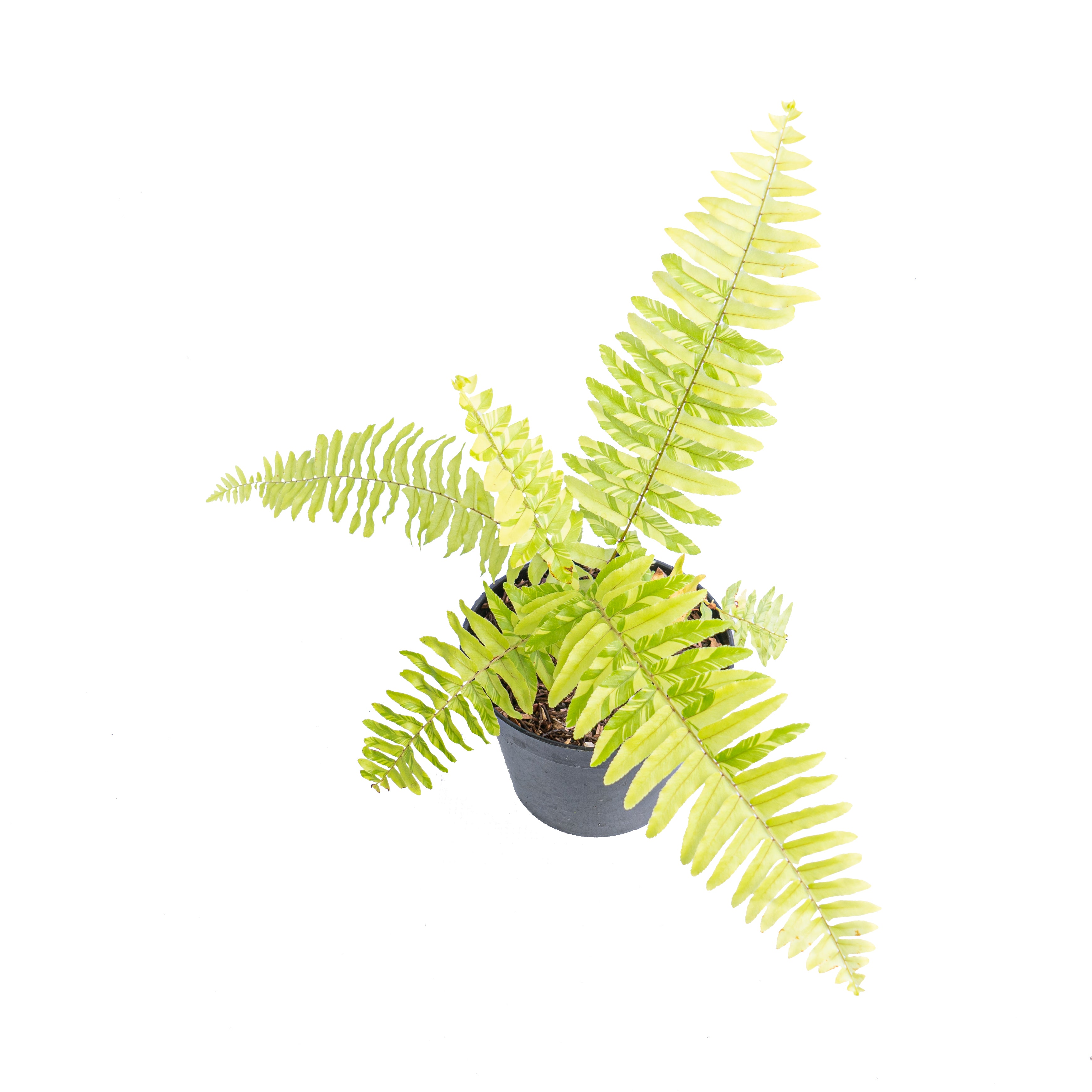 Nephrolepis exaltata variegated - Aroidmarket