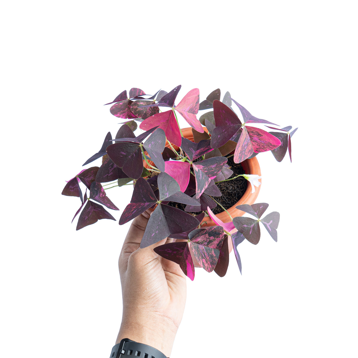 Oxalis triangularis variegated