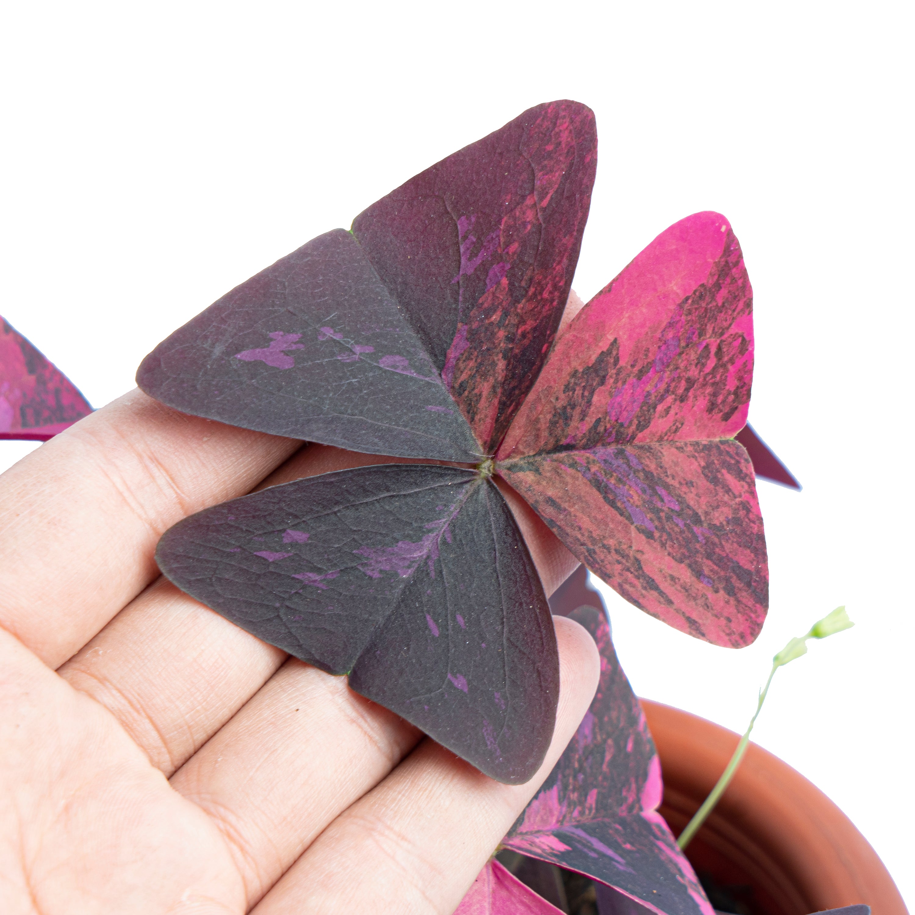 Oxalis triangularis variegated