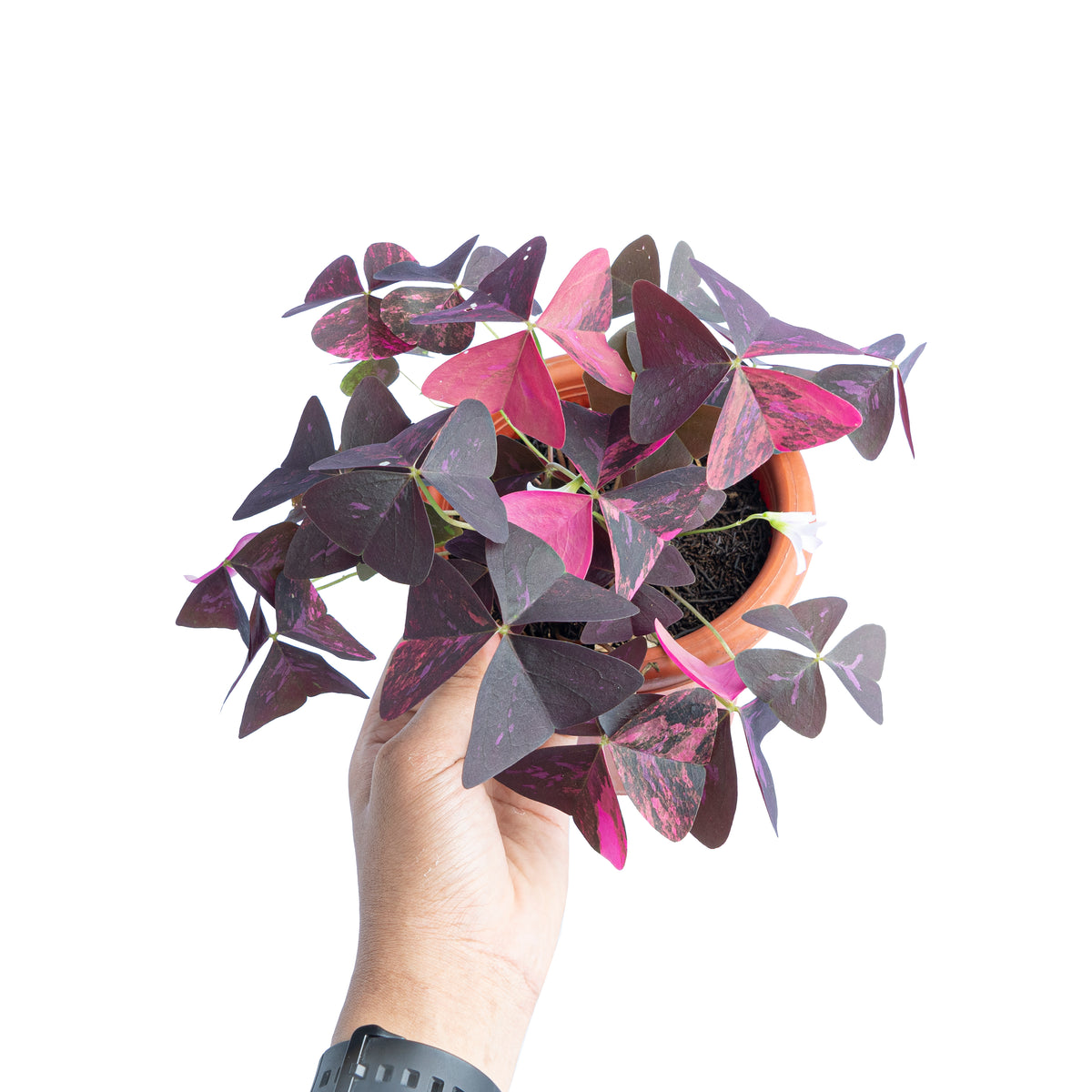 Oxalis triangularis variegated