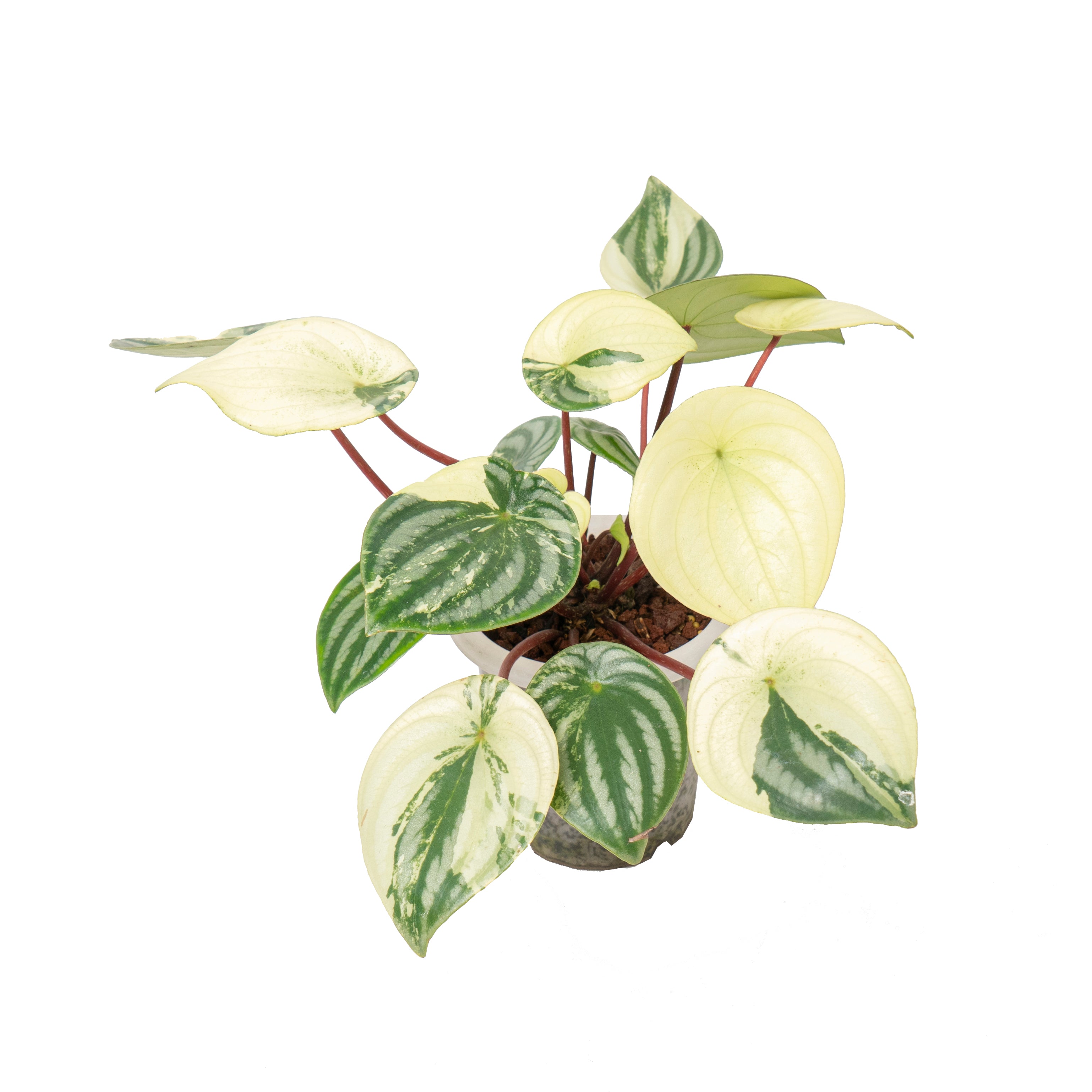 Peperomia watermelon variegated