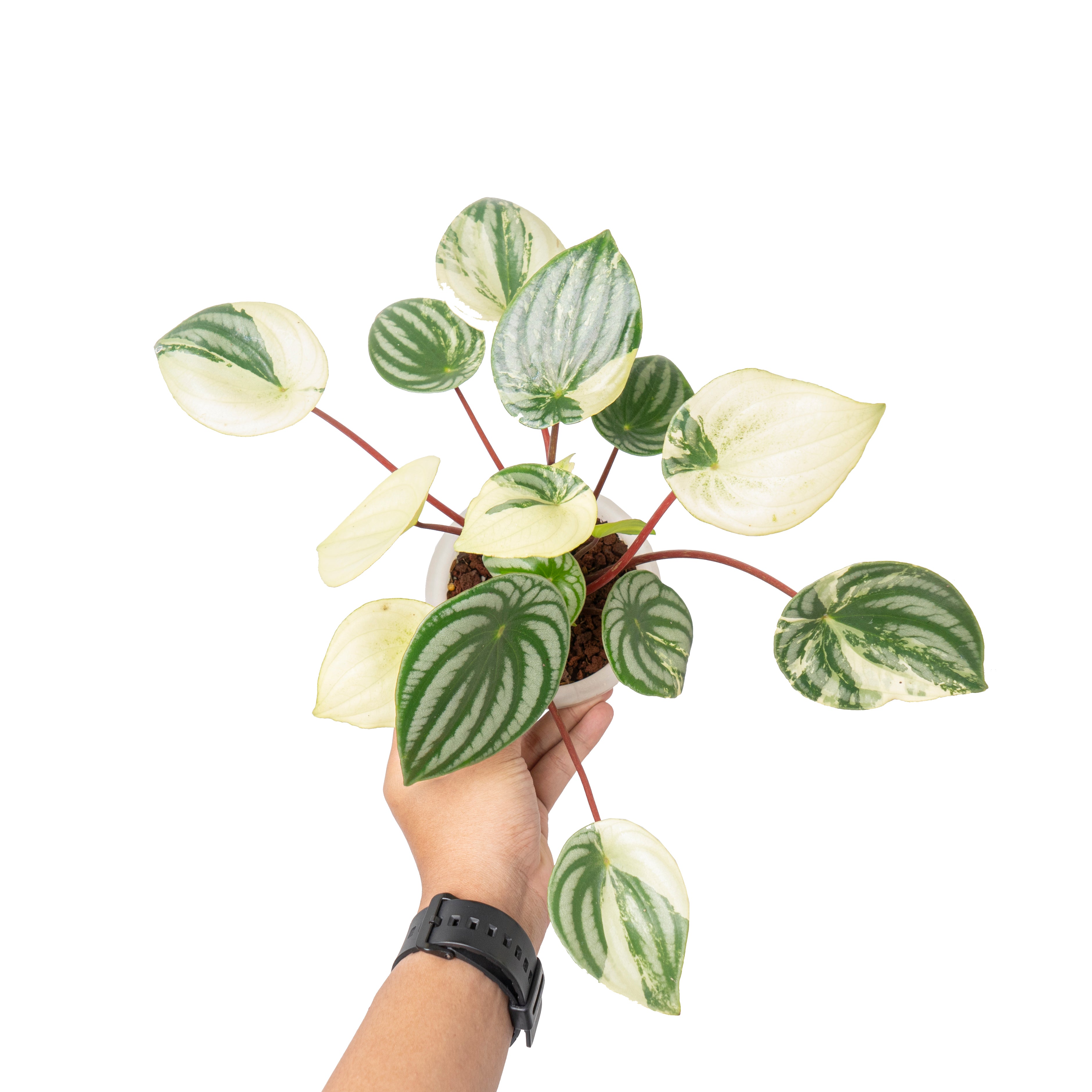 Peperomia watermelon variegated