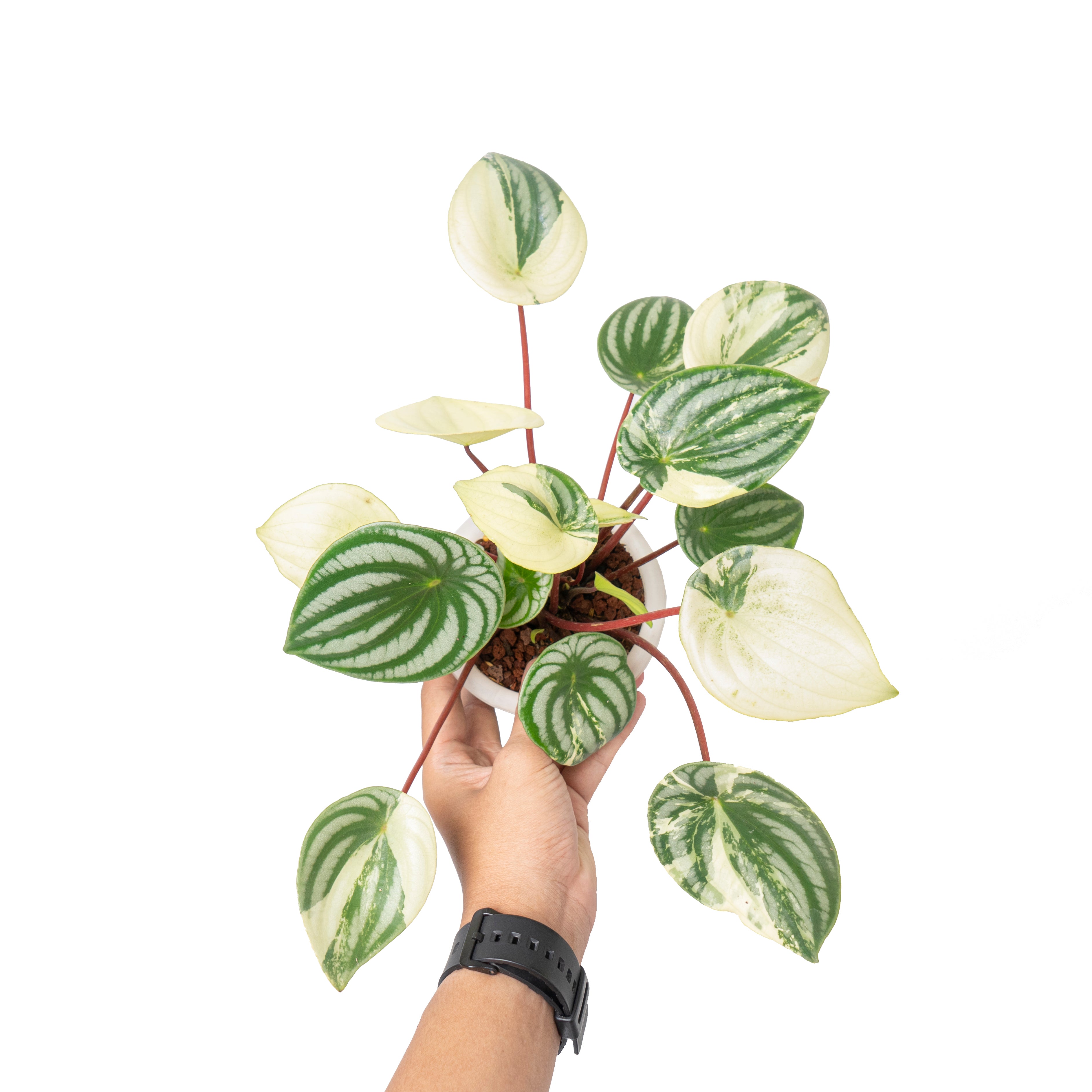 Peperomia watermelon variegated