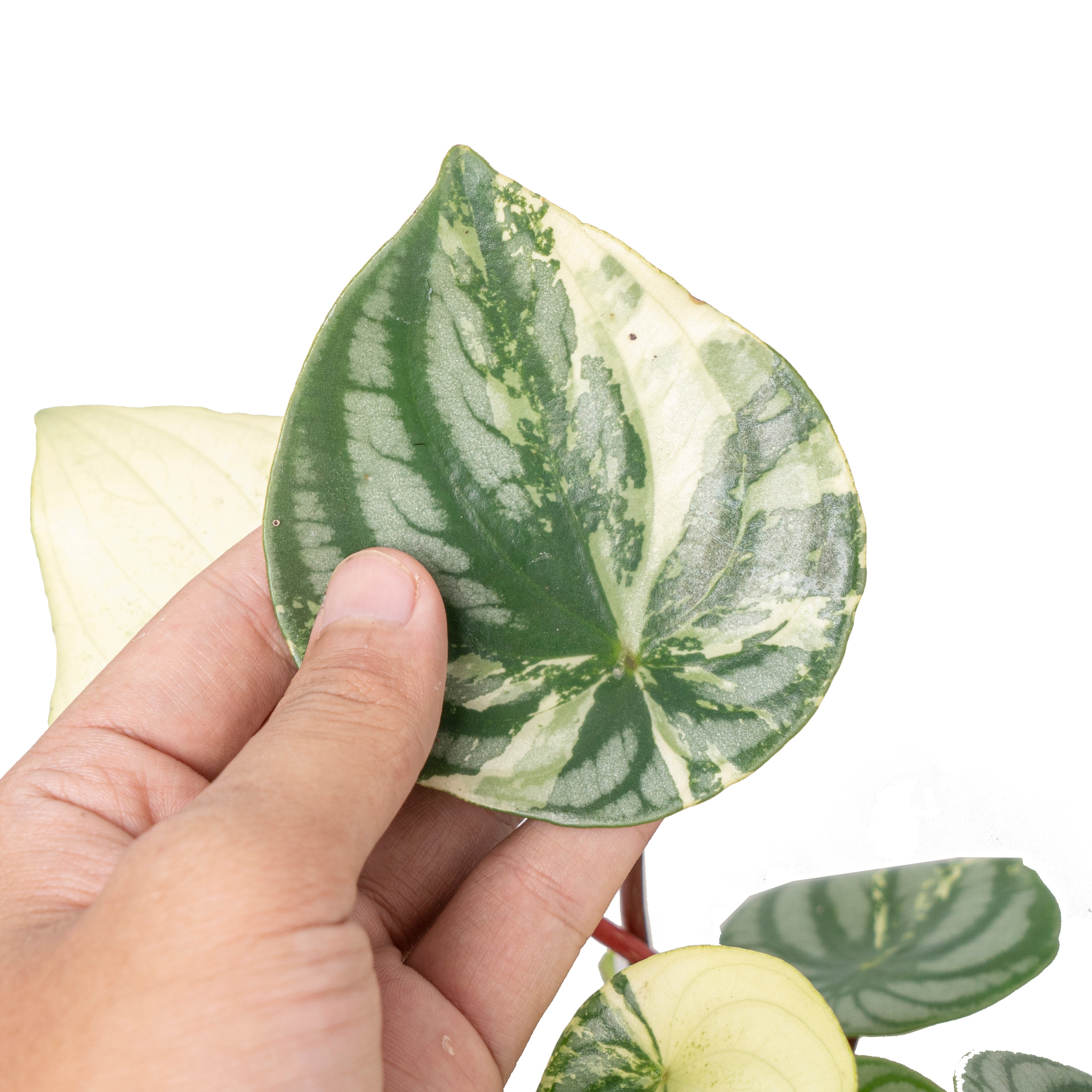 Peperomia watermelon variegated