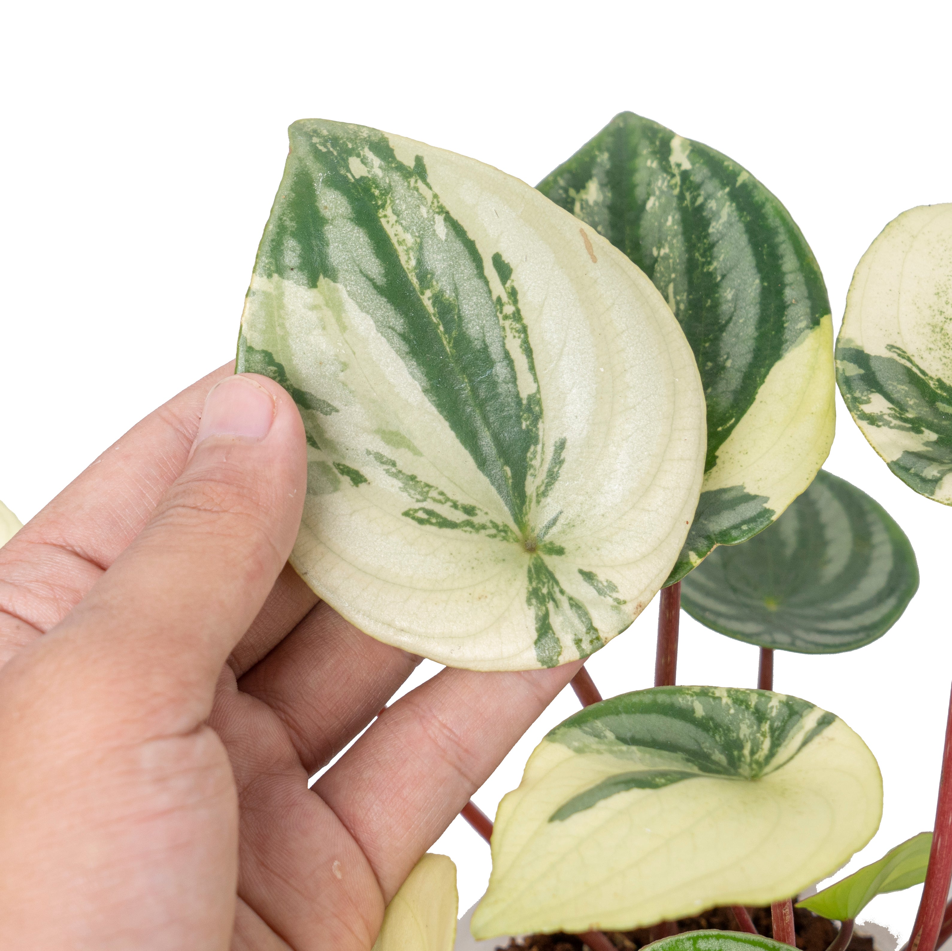 Peperomia watermelon variegated