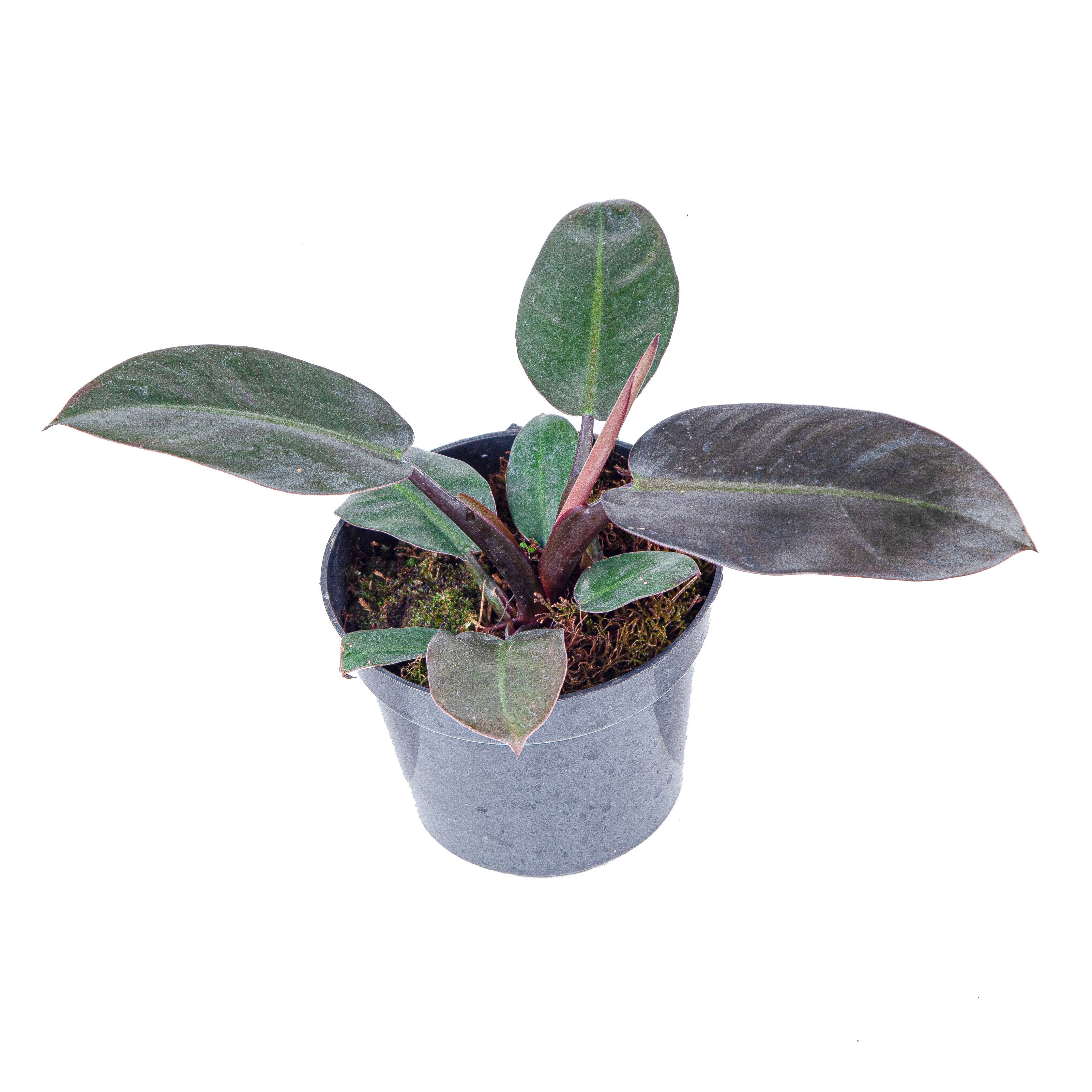 Philodendron Black Cardinal