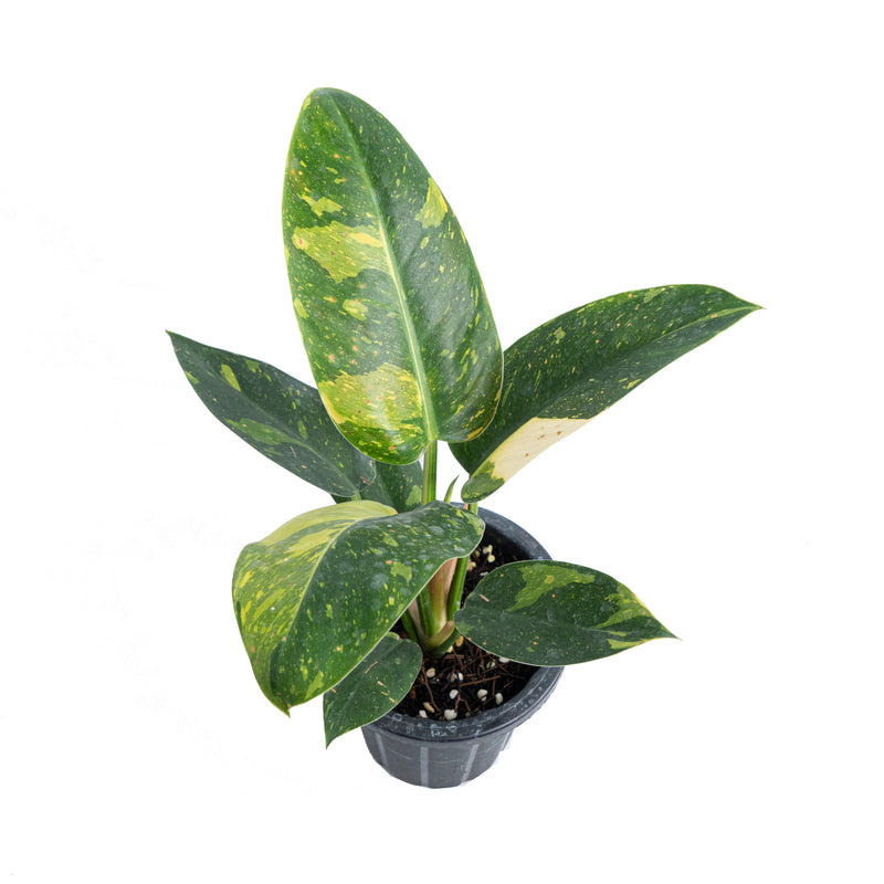 Philodendron Green Congo Marble Variegated