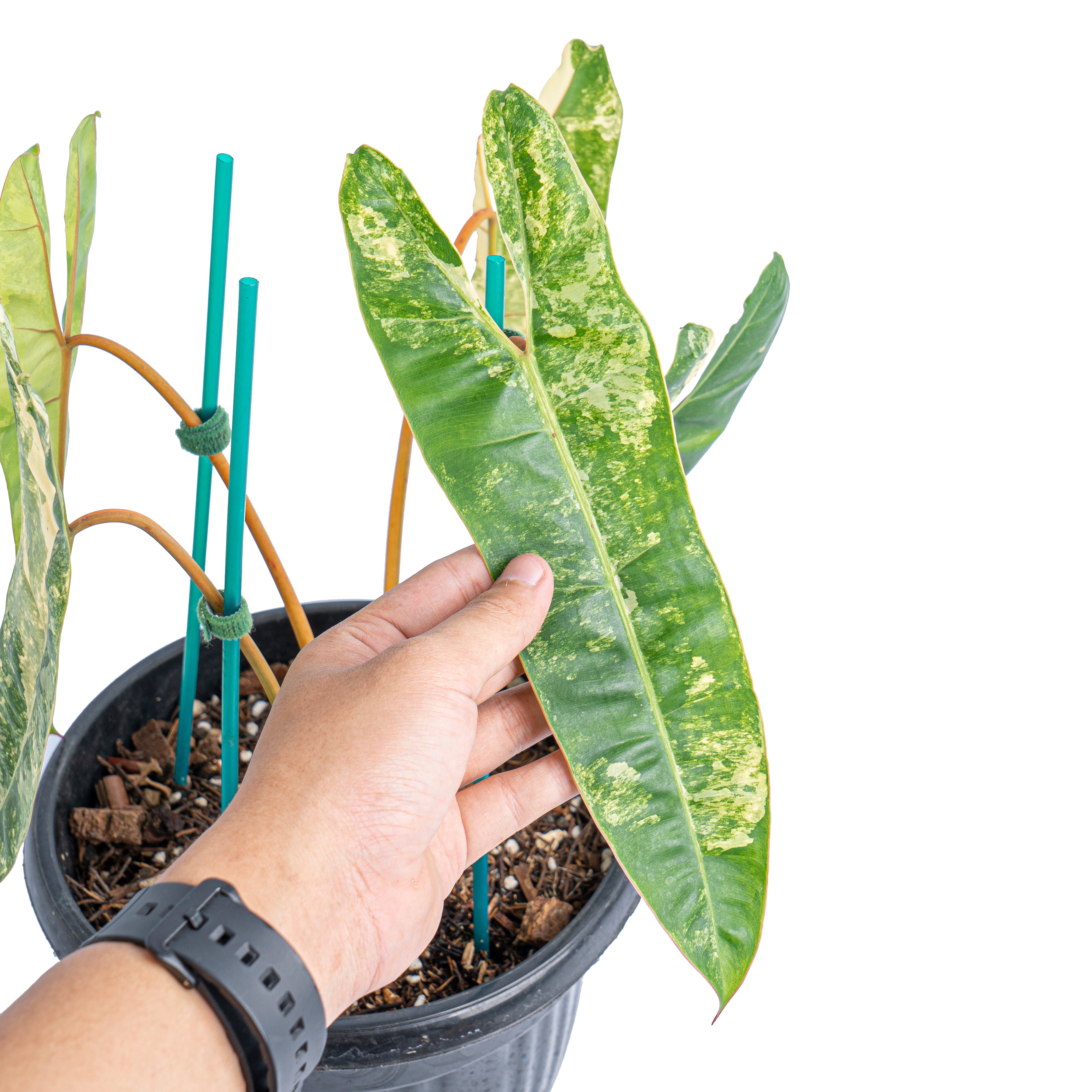 Philodendron Billietiae Variegated  Mature size - Aroidmarket
