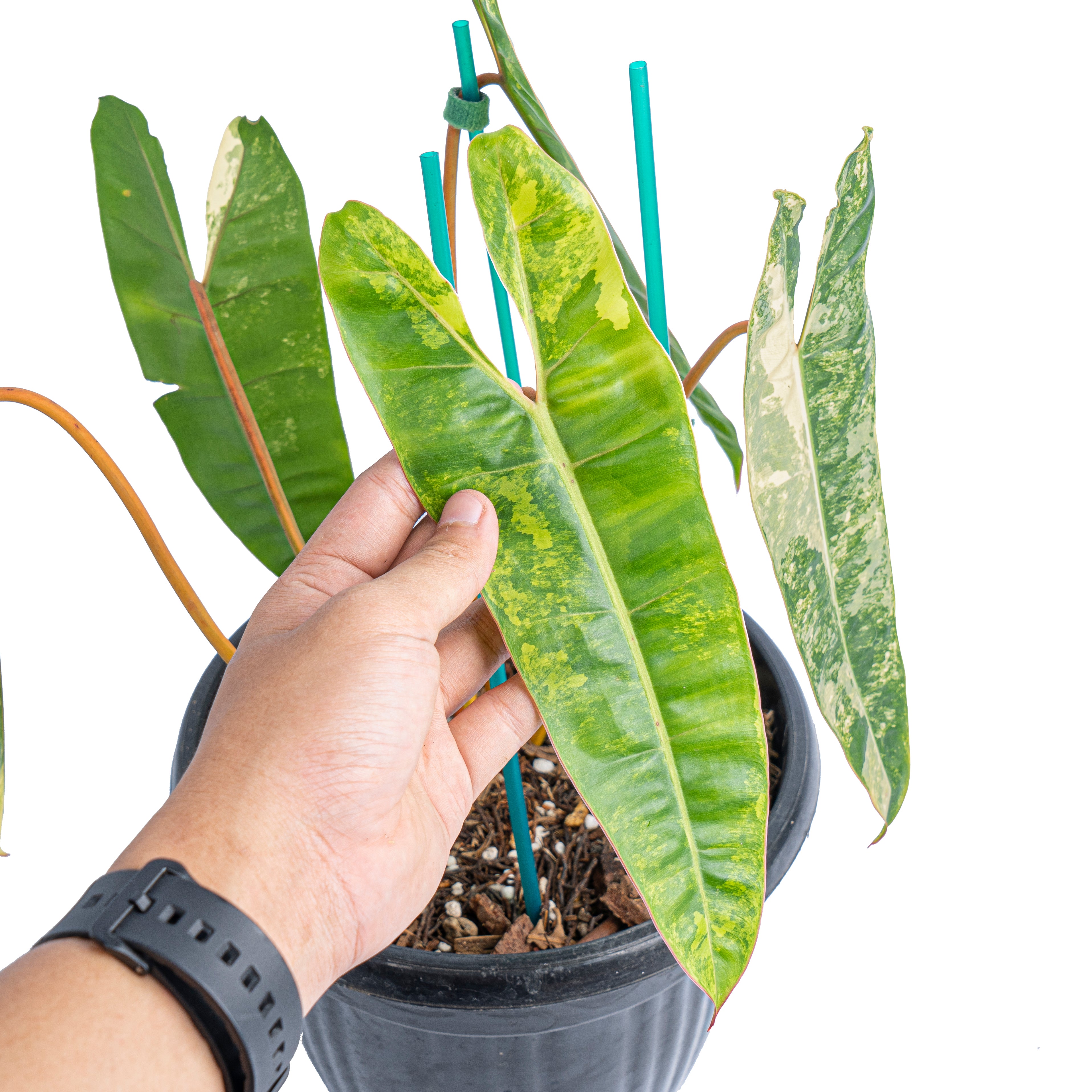 Philodendron Billietiae Variegated  Mature size - Aroidmarket