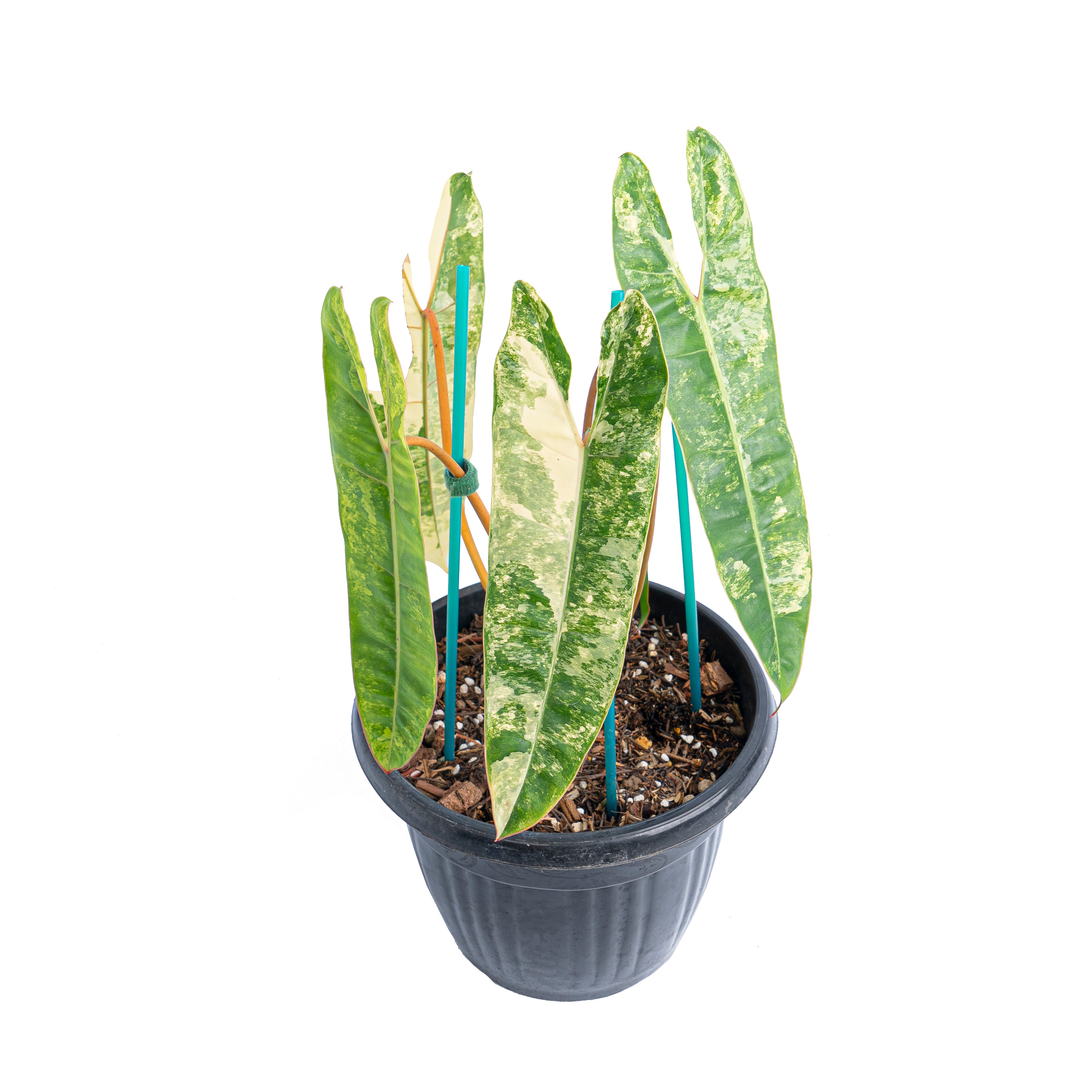 Philodendron Billietiae Variegated  Mature size - Aroidmarket