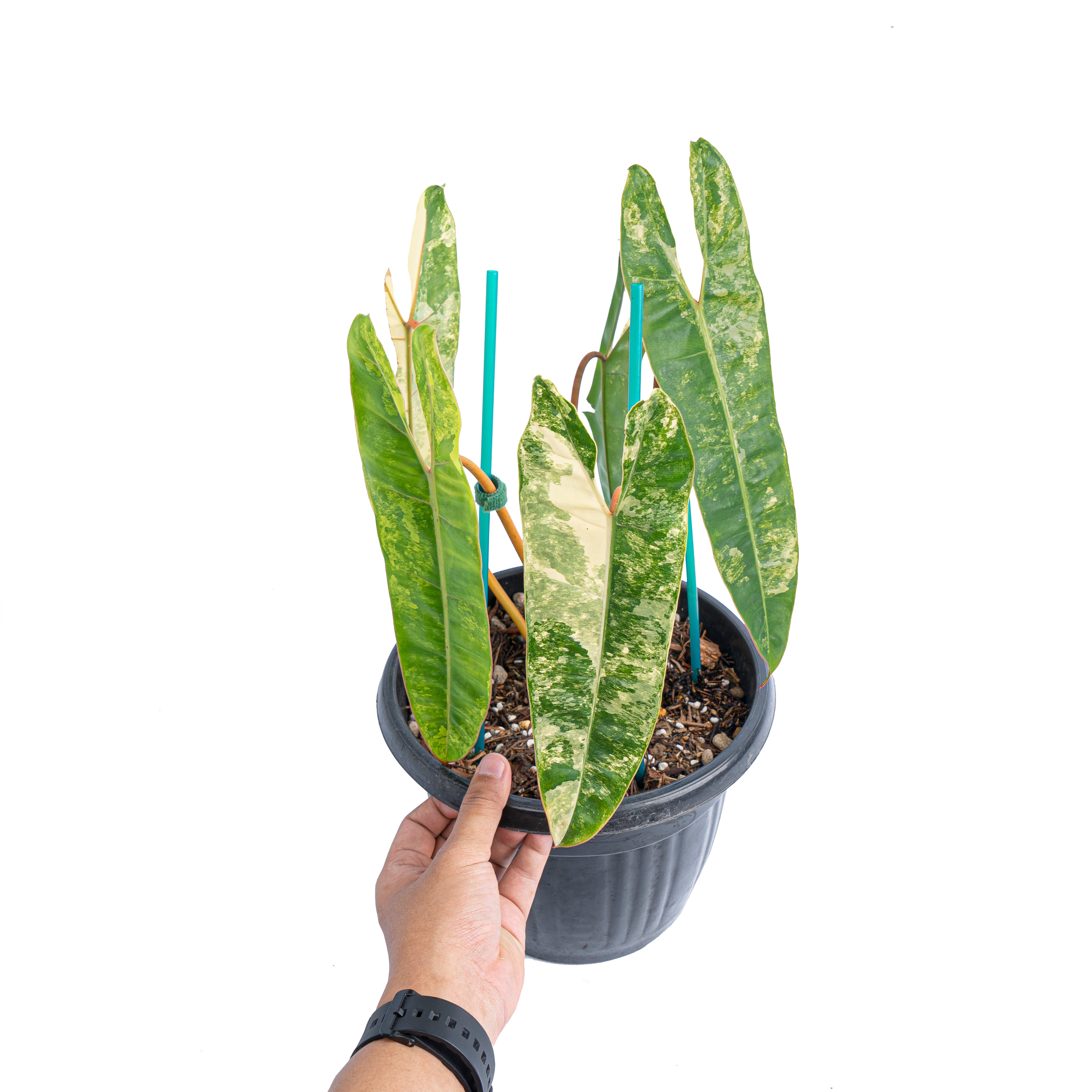 Philodendron Billietiae Variegated  Mature size - Aroidmarket