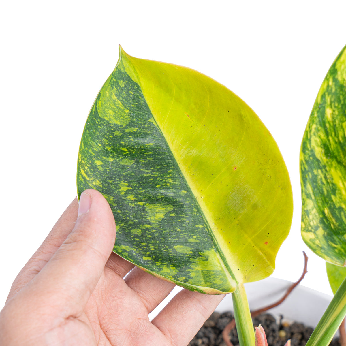 Philodendron Green congo marble variegated