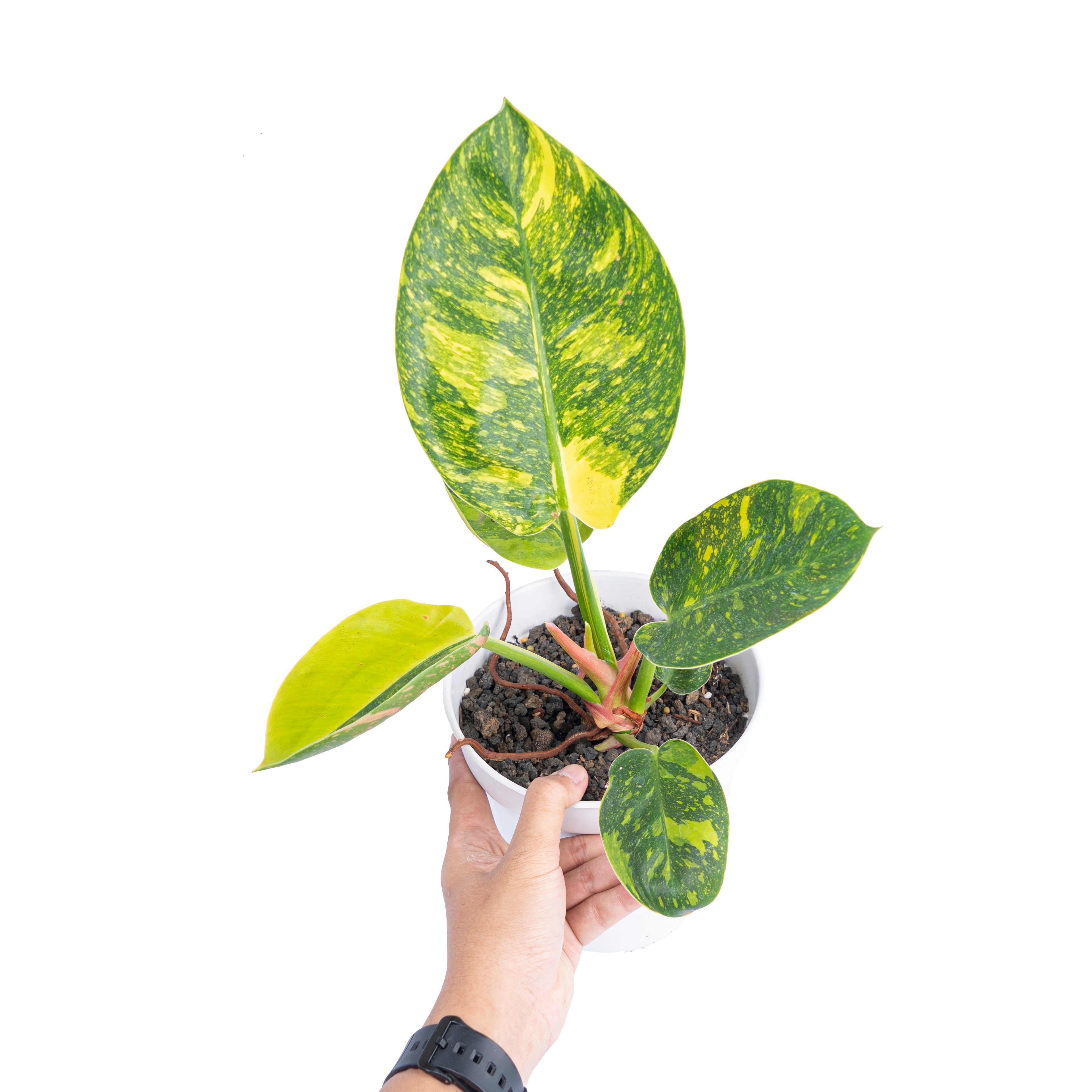 Philodendron Green congo marble variegated