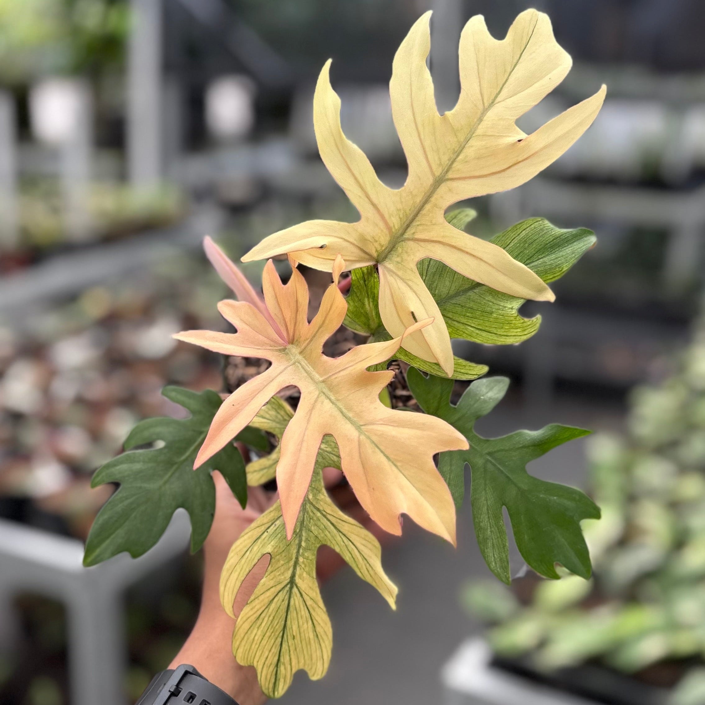 Philodendron Squamiferum x Mayoi